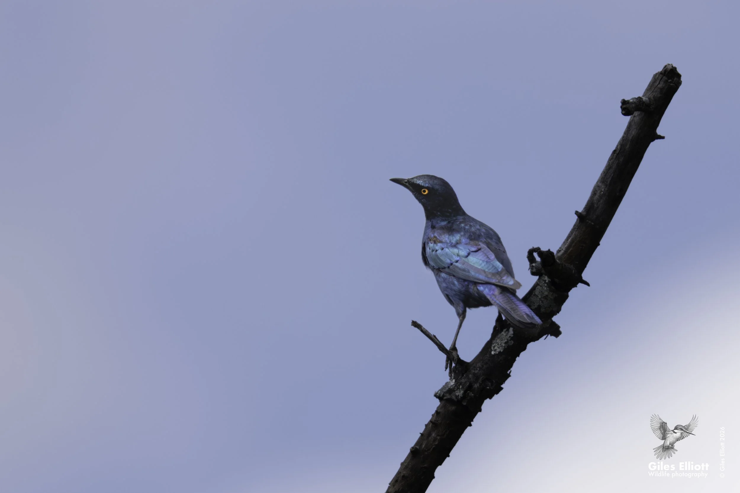 Cape starling