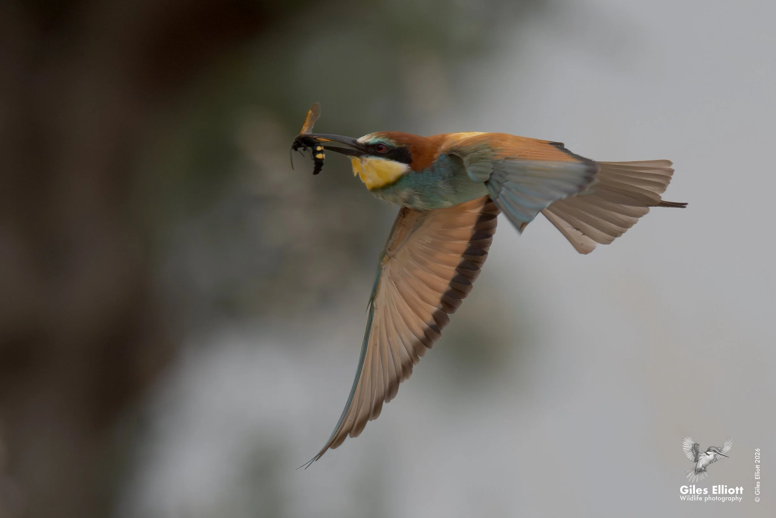 bee eaters 8.jpg
