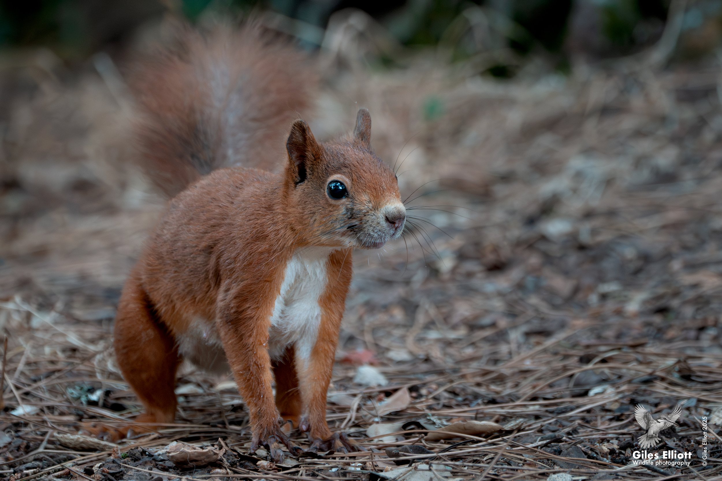 Red squirrel