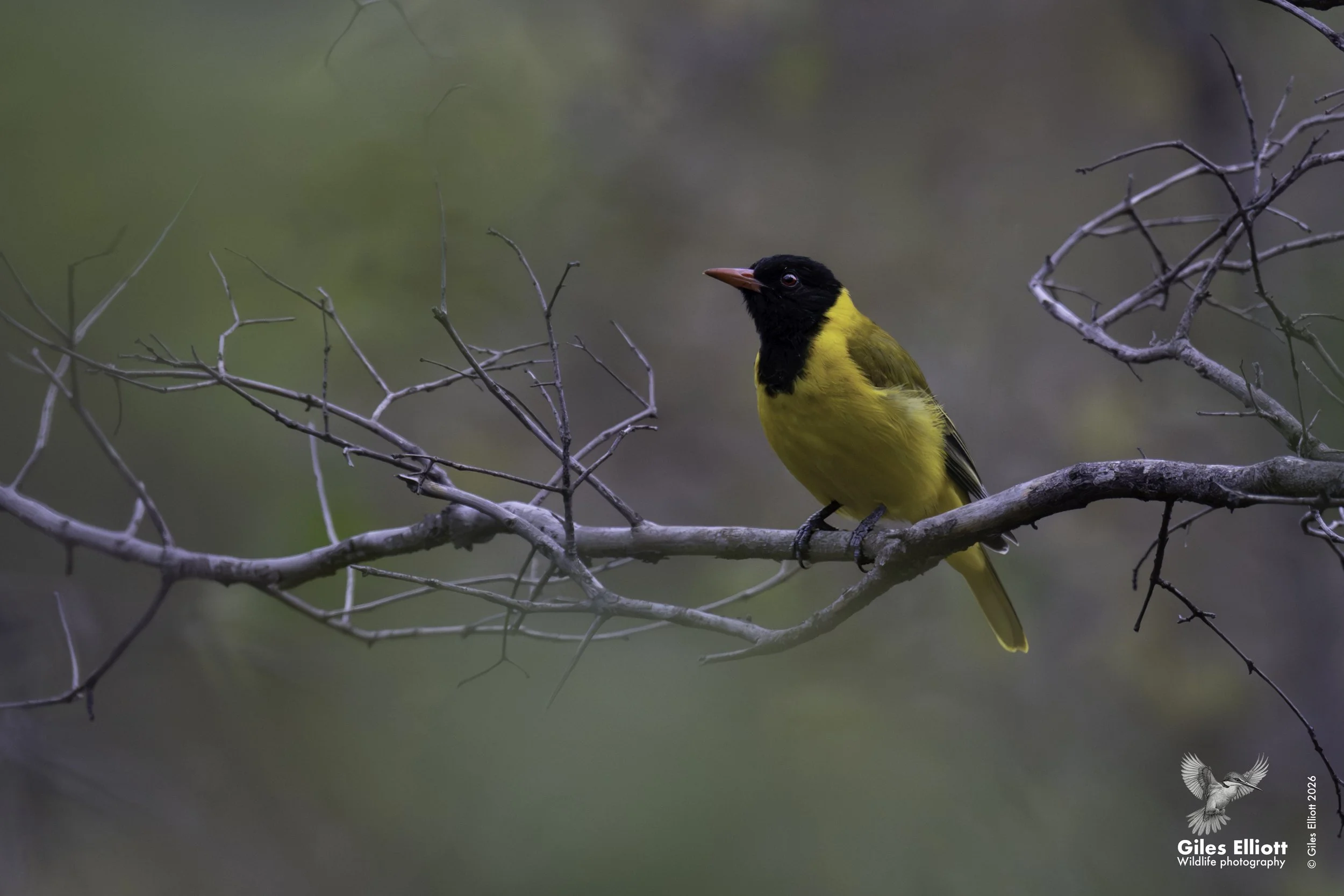 African black-headed oriole