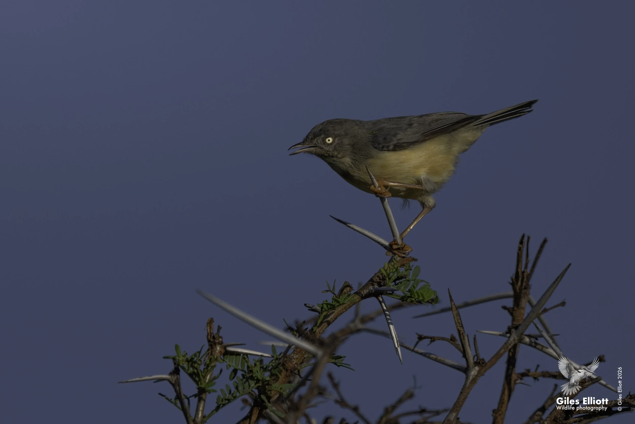 Burnt-necked eremomela