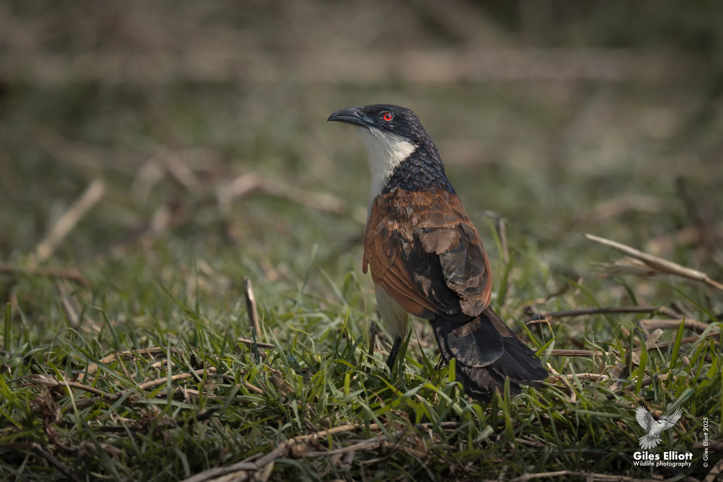 Coppery-tailed coucal