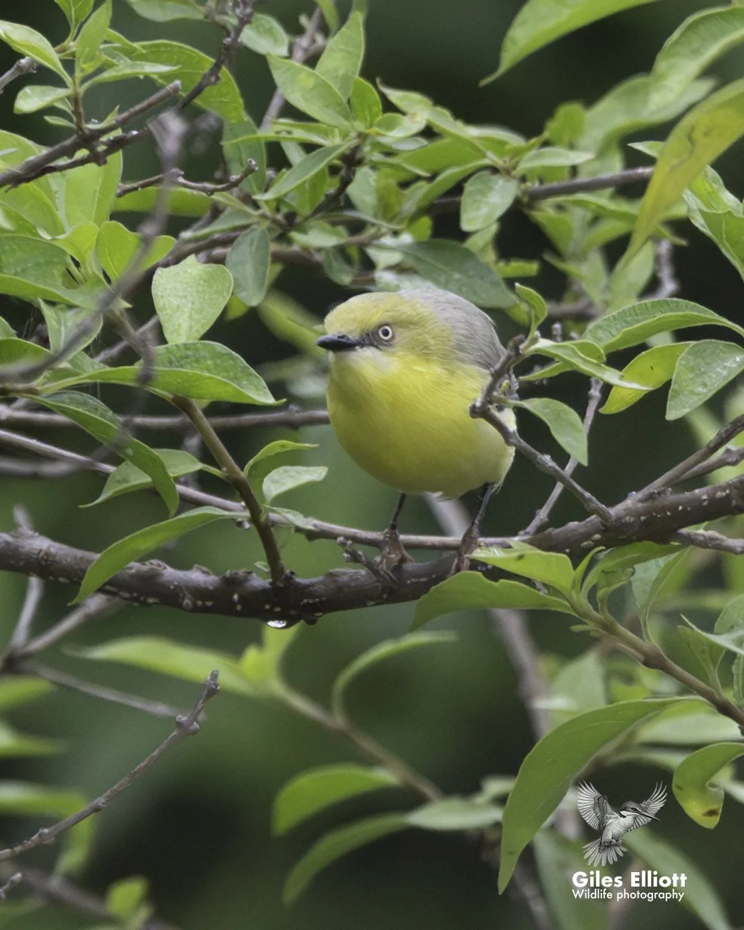 Green-capped eremomela