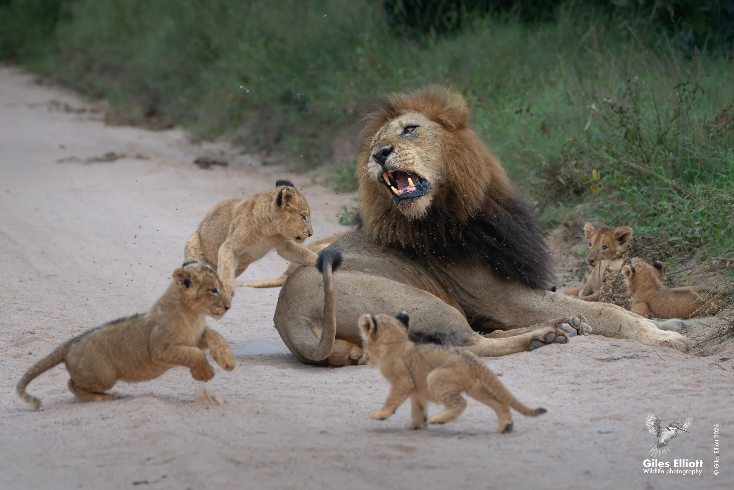 male and cubs.jpg