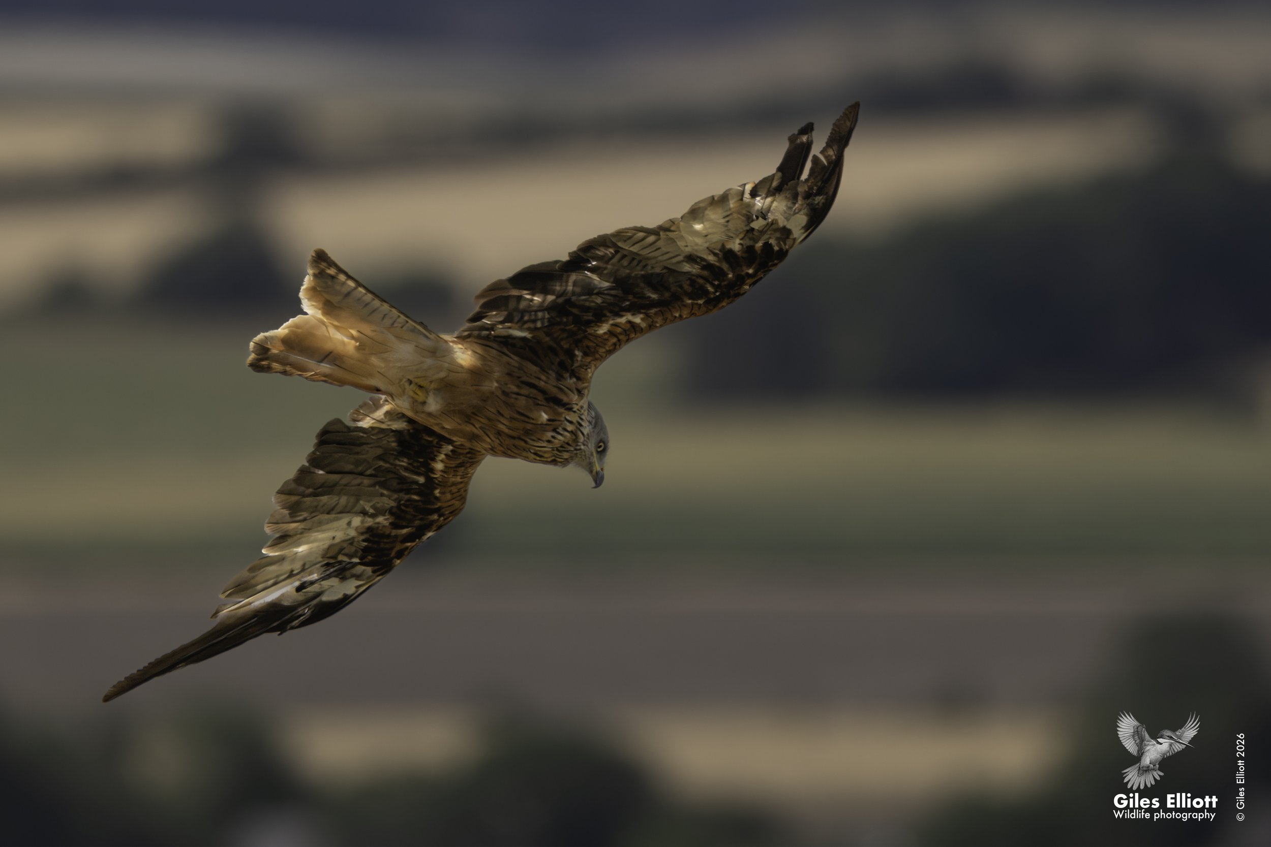 Red kite