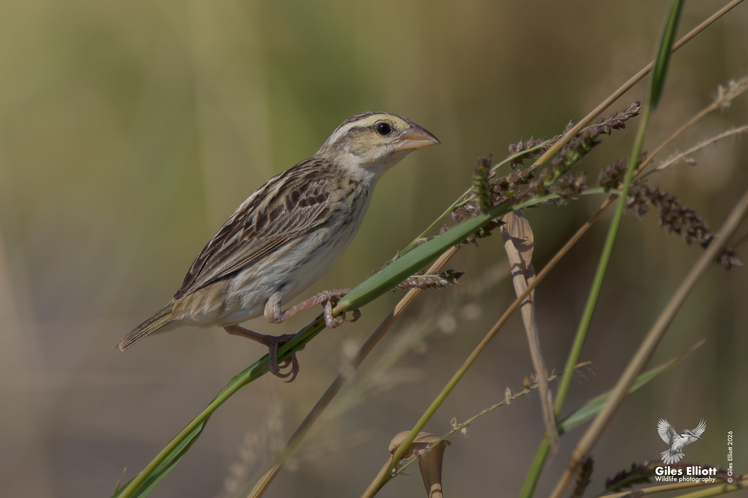 Yellow-crowned bishop