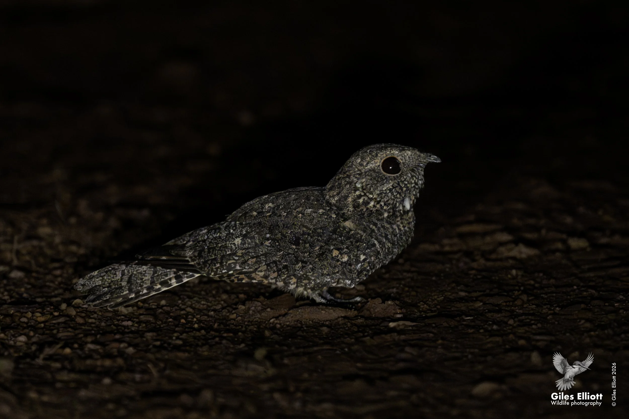 Nightjar