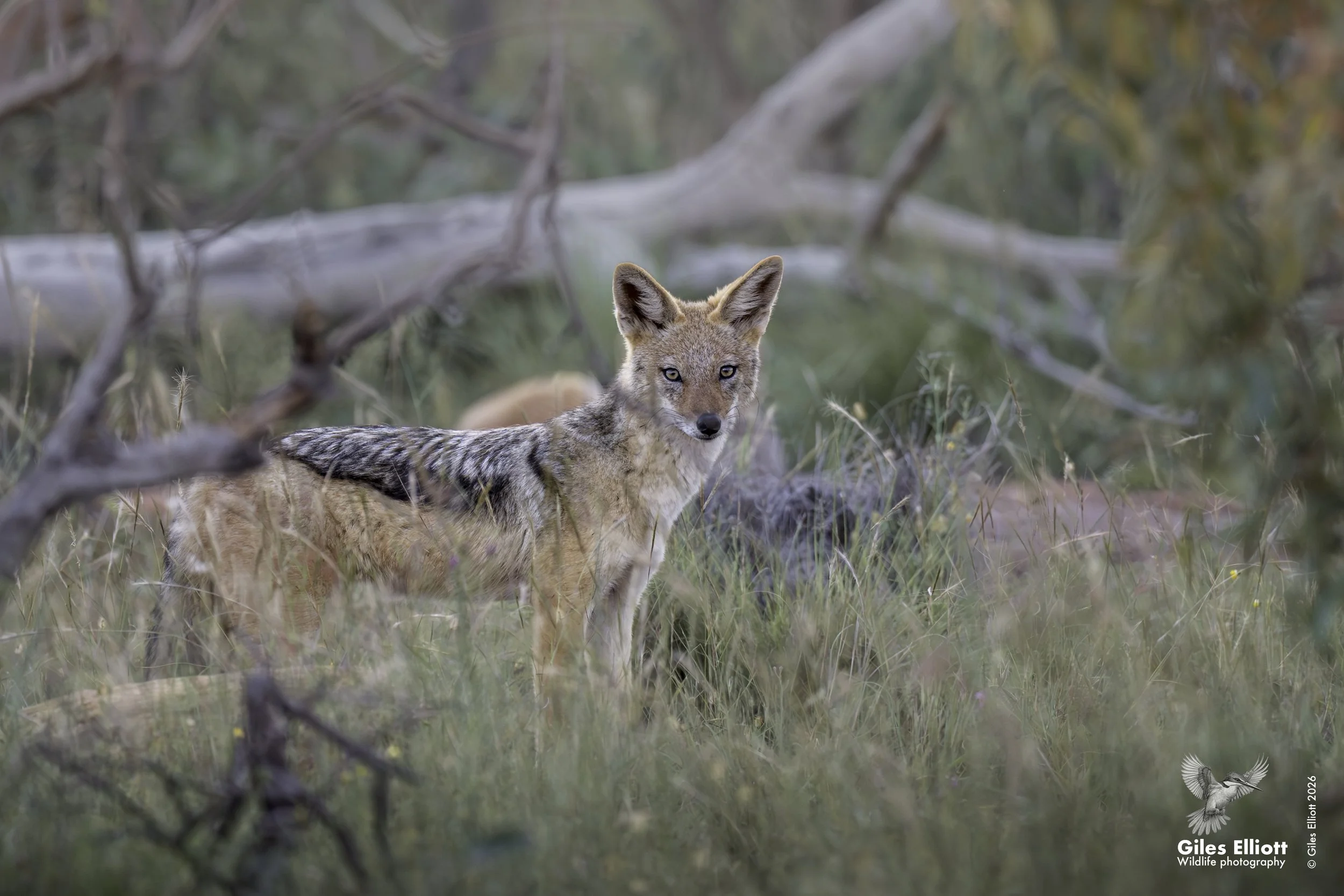 Black-backed jackal