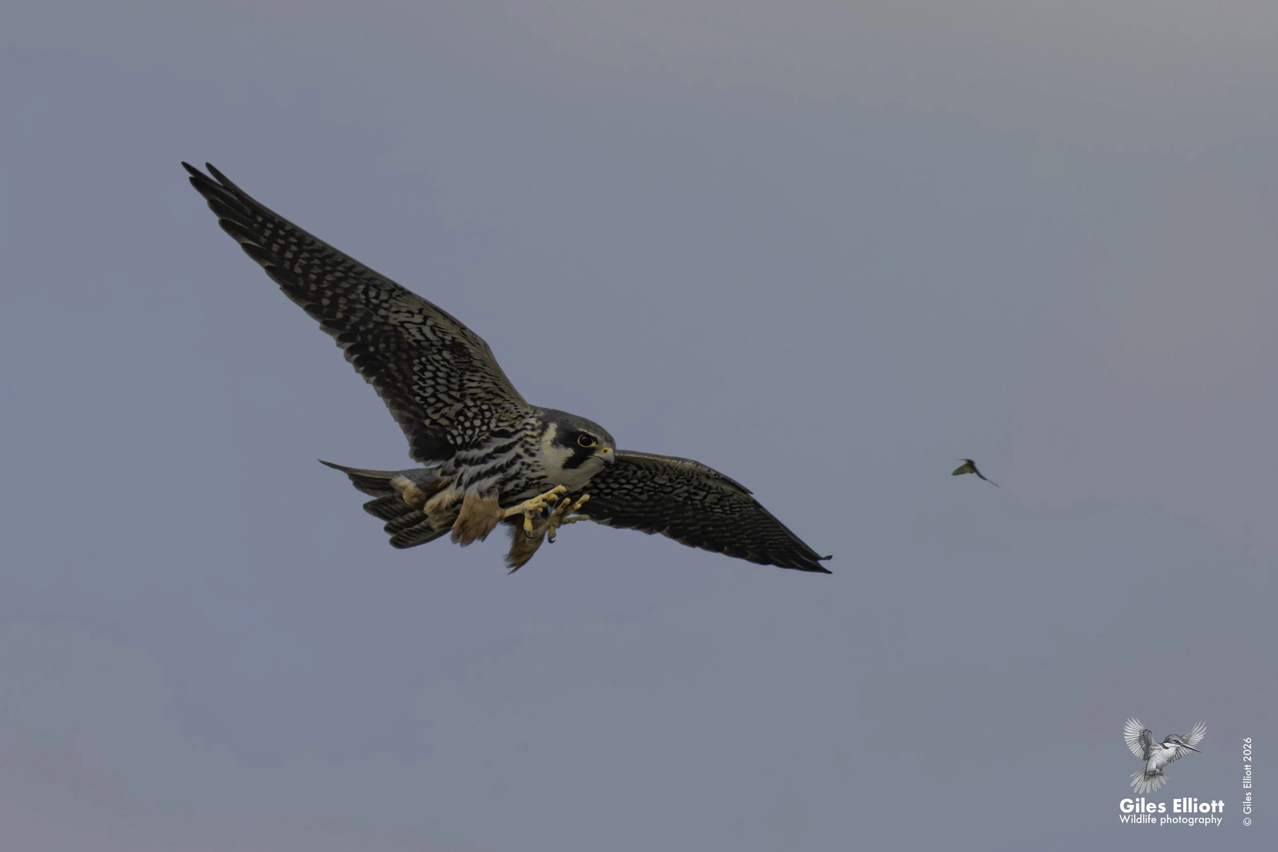 Hobby