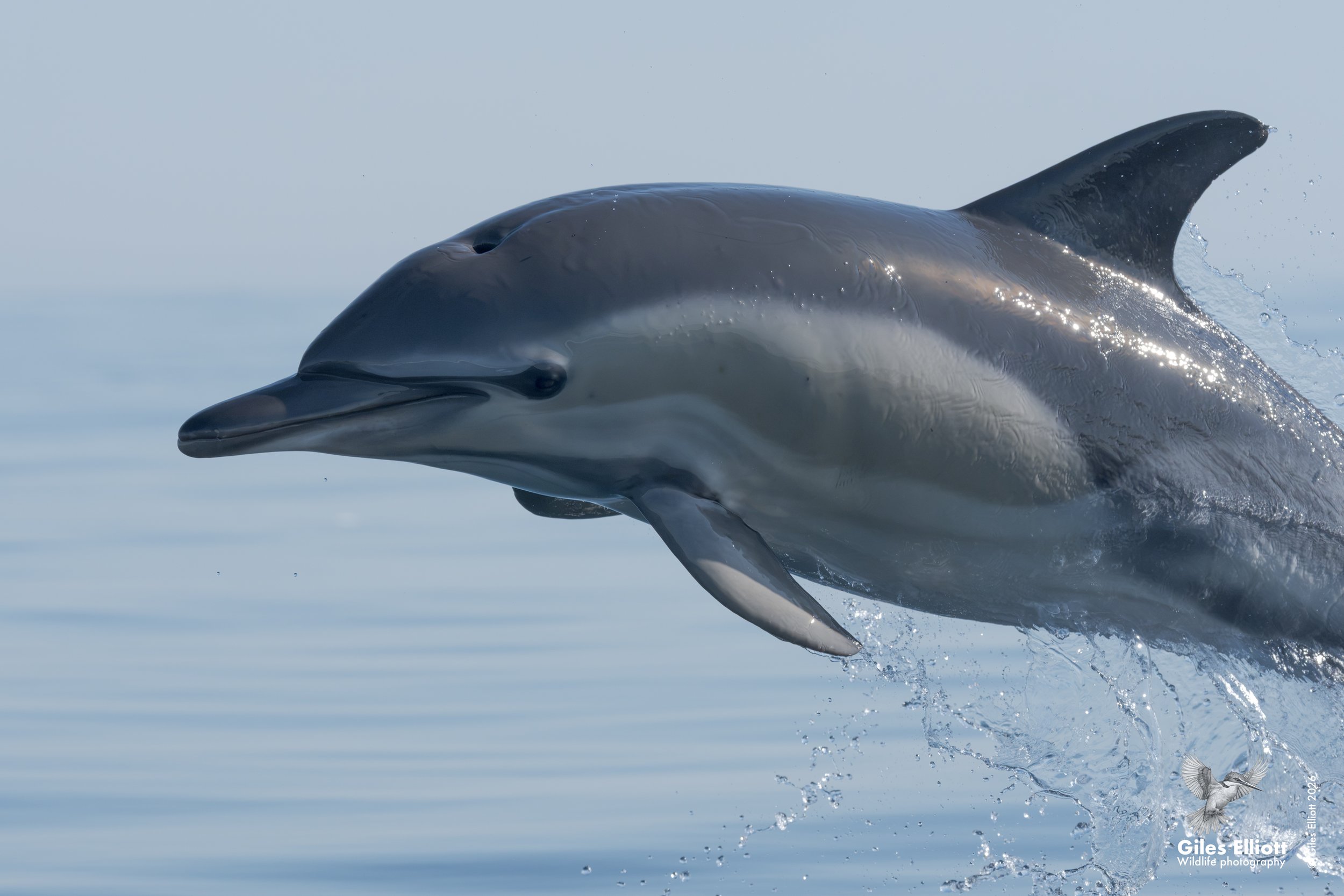 Common dolphin