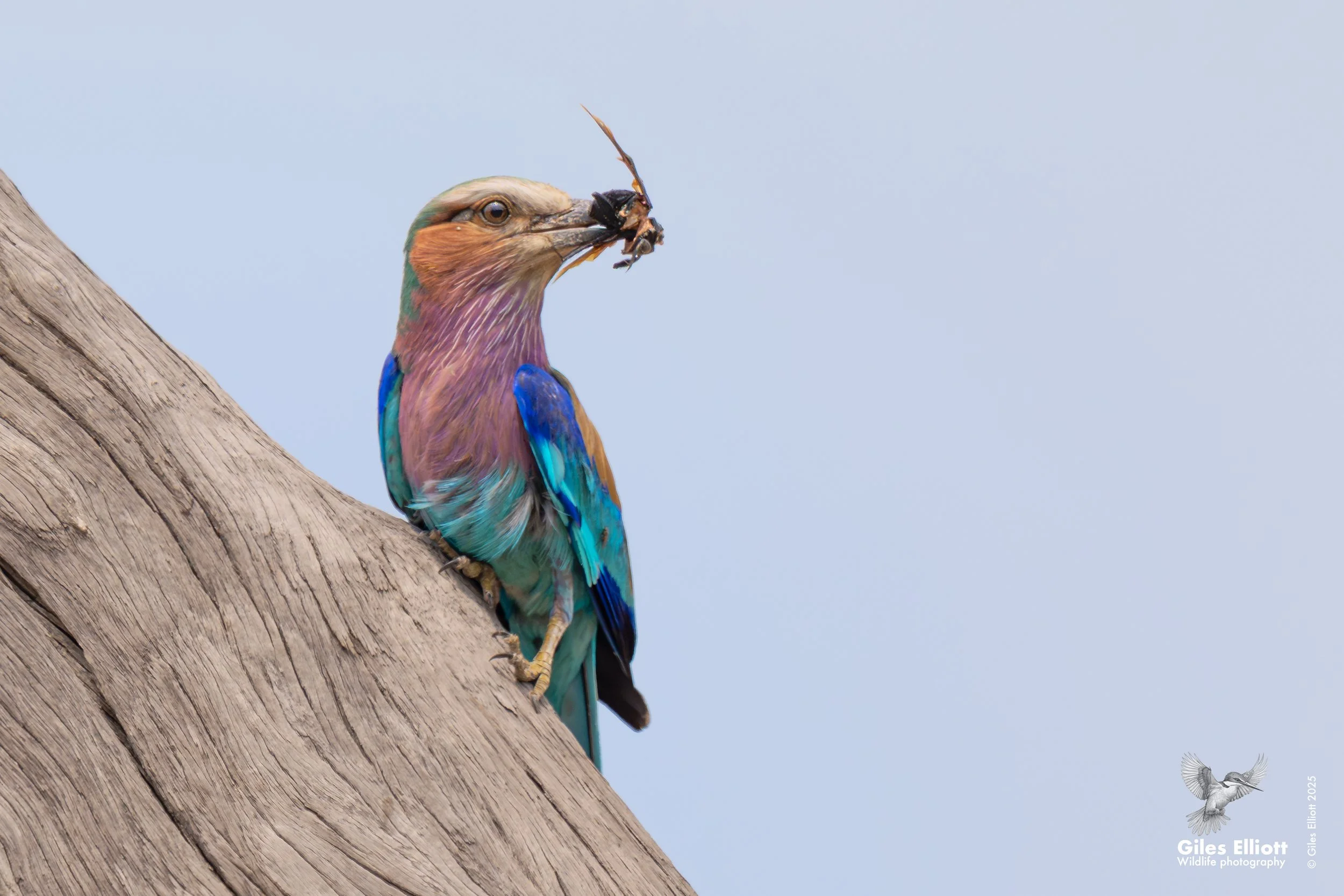 Lilac-breasted roller