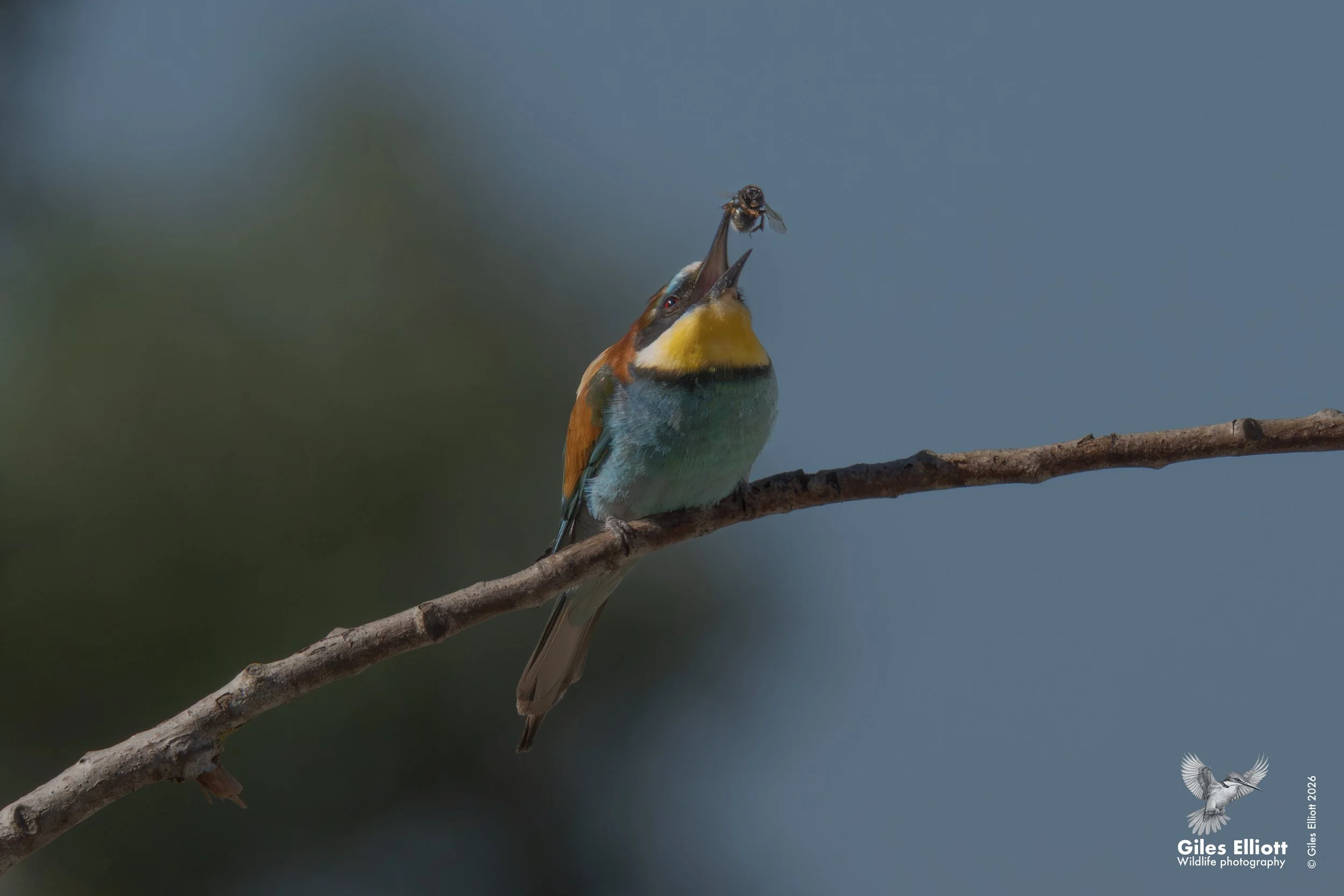 bee eaters 37.jpg
