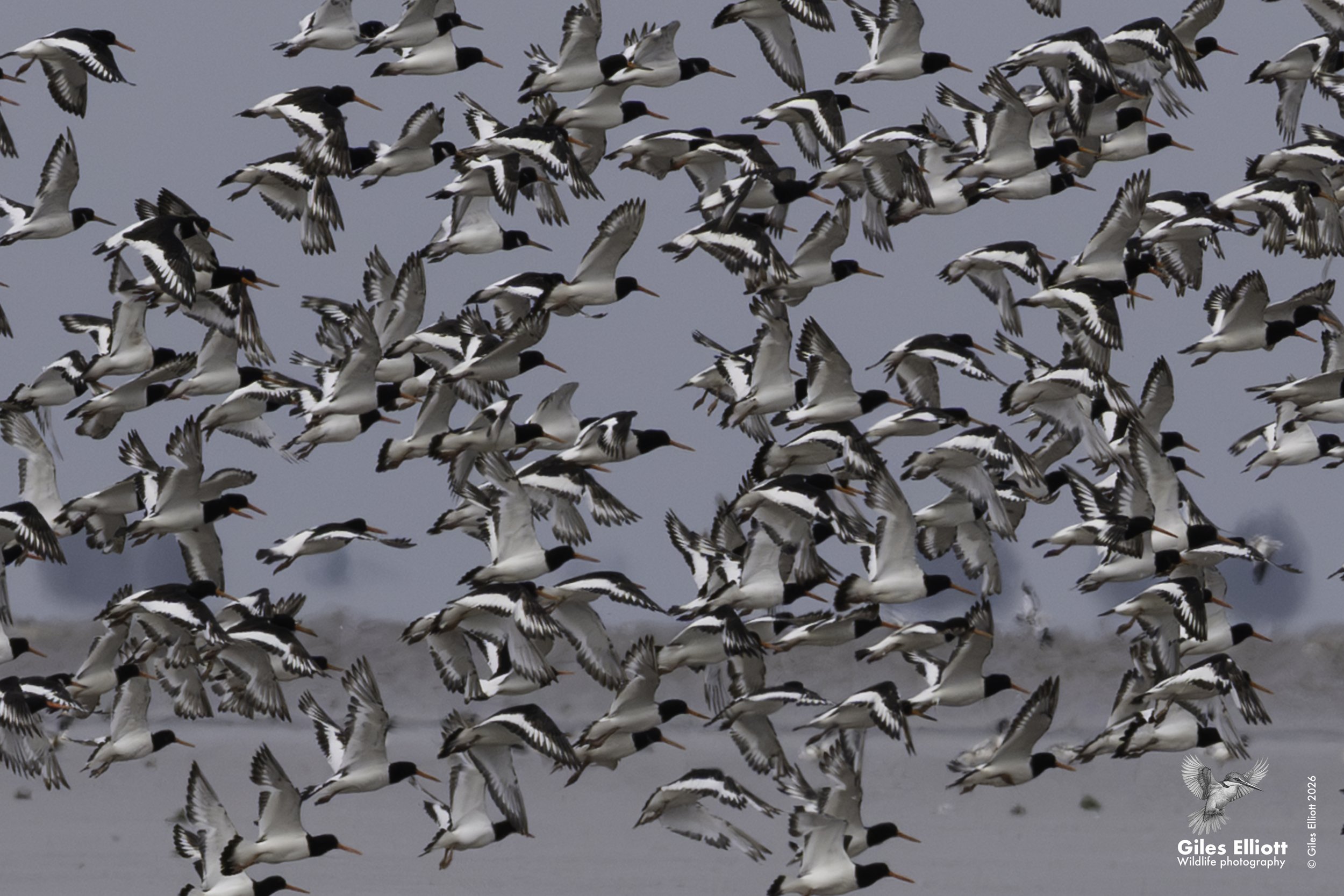 Oystercatchers