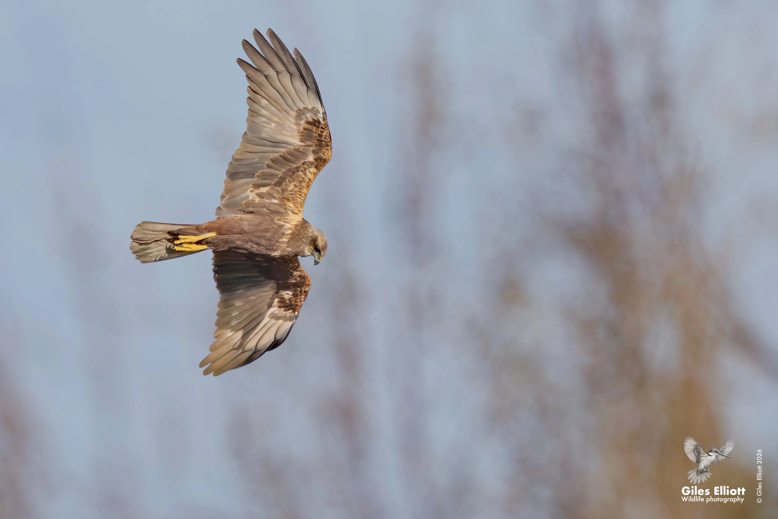 Marsh harrier