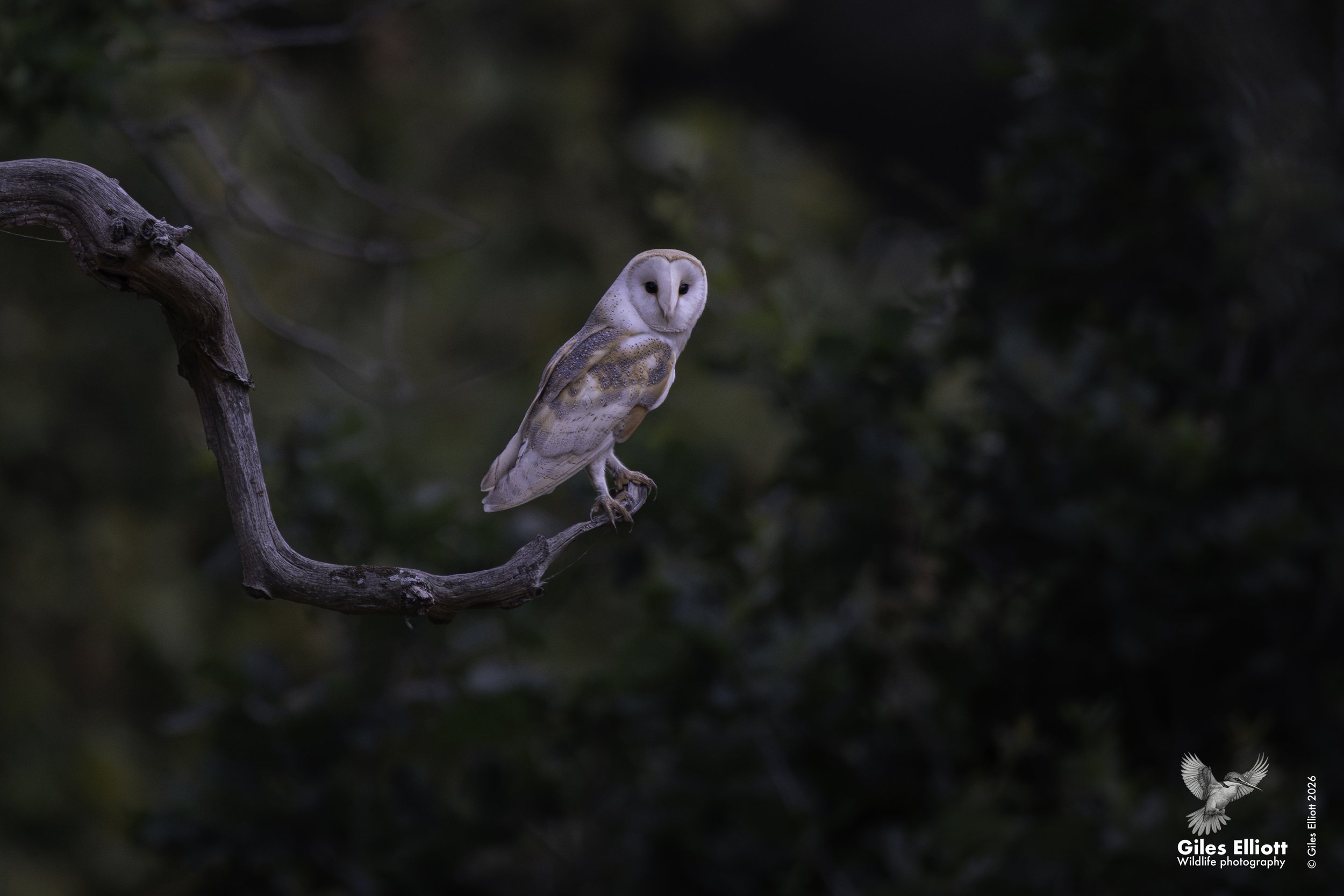 Barn owl