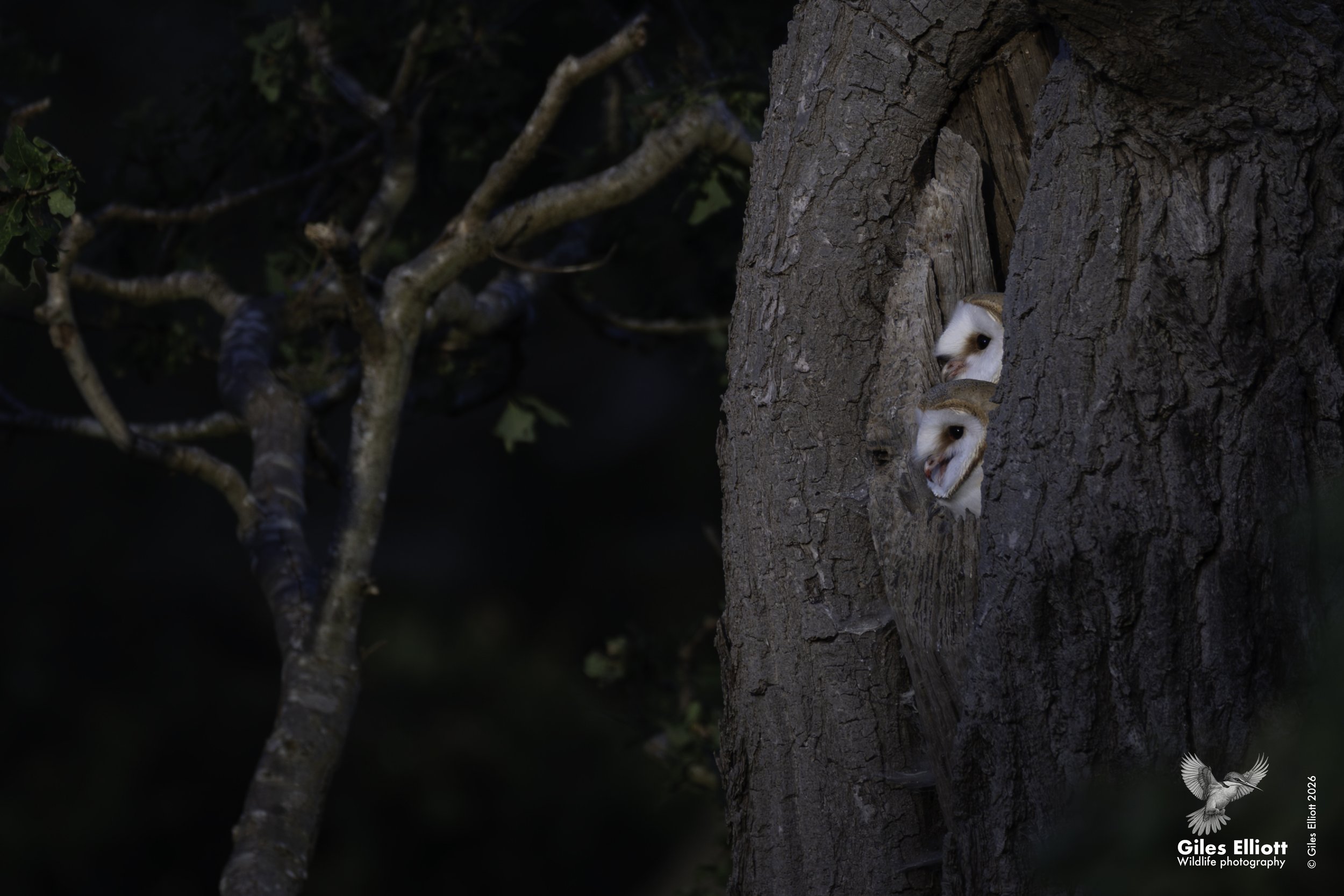 pair in hole.jpg