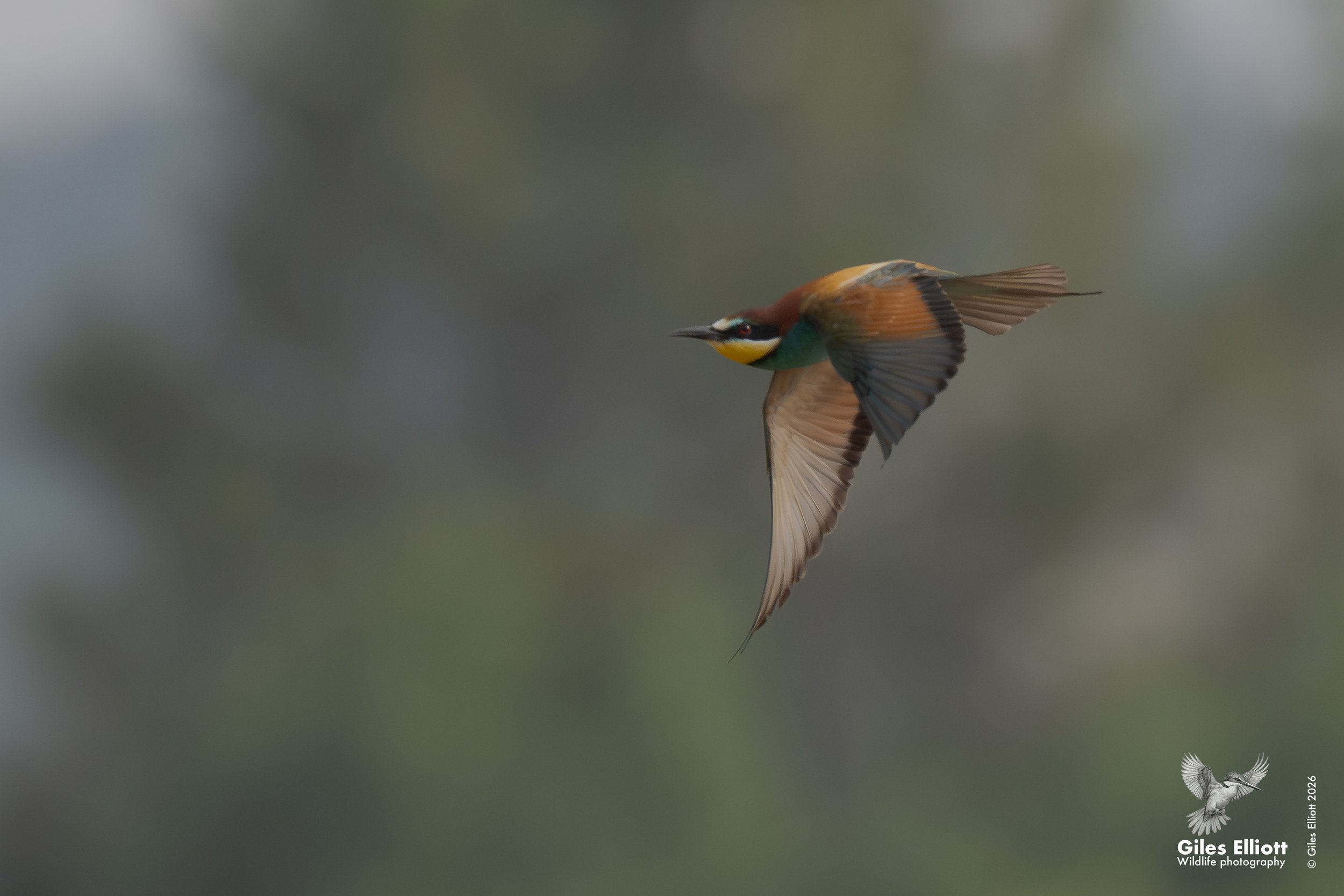 European bee-eater in flight