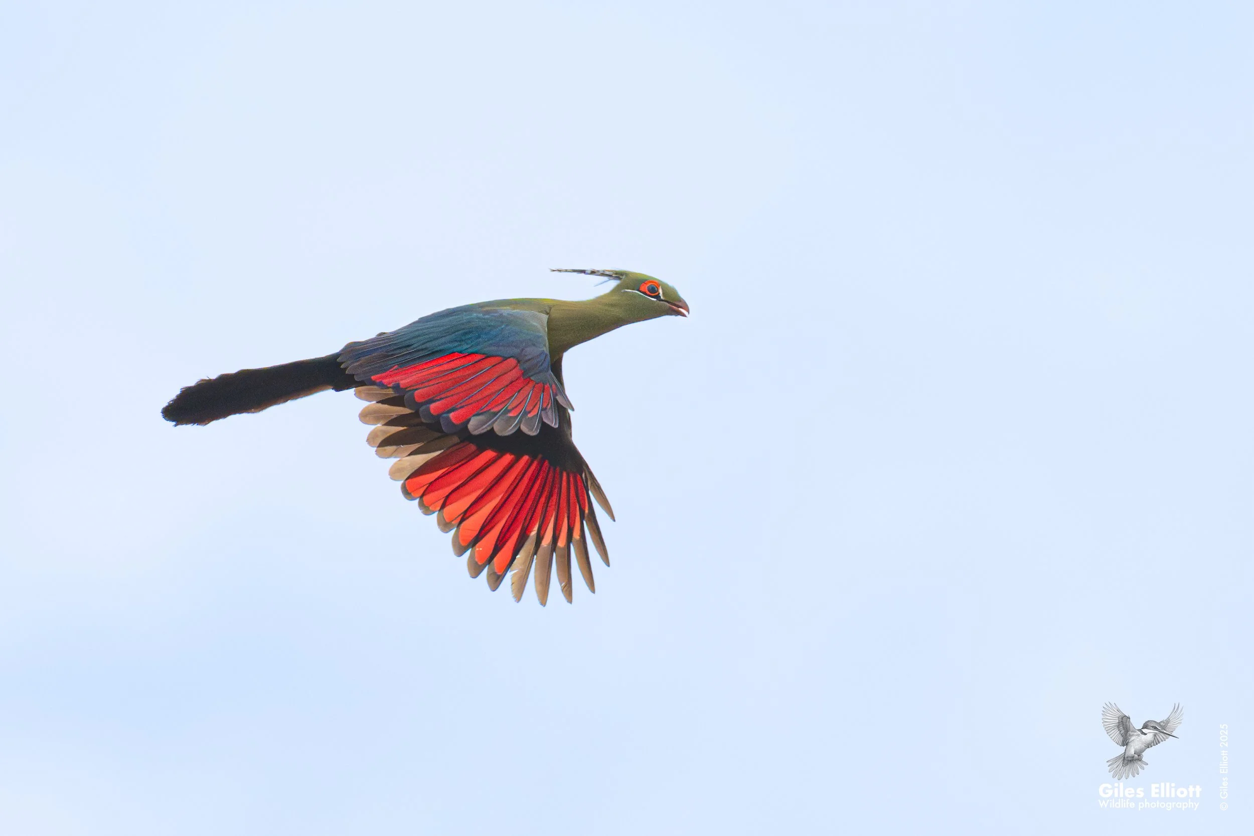 Schalow's Turaco