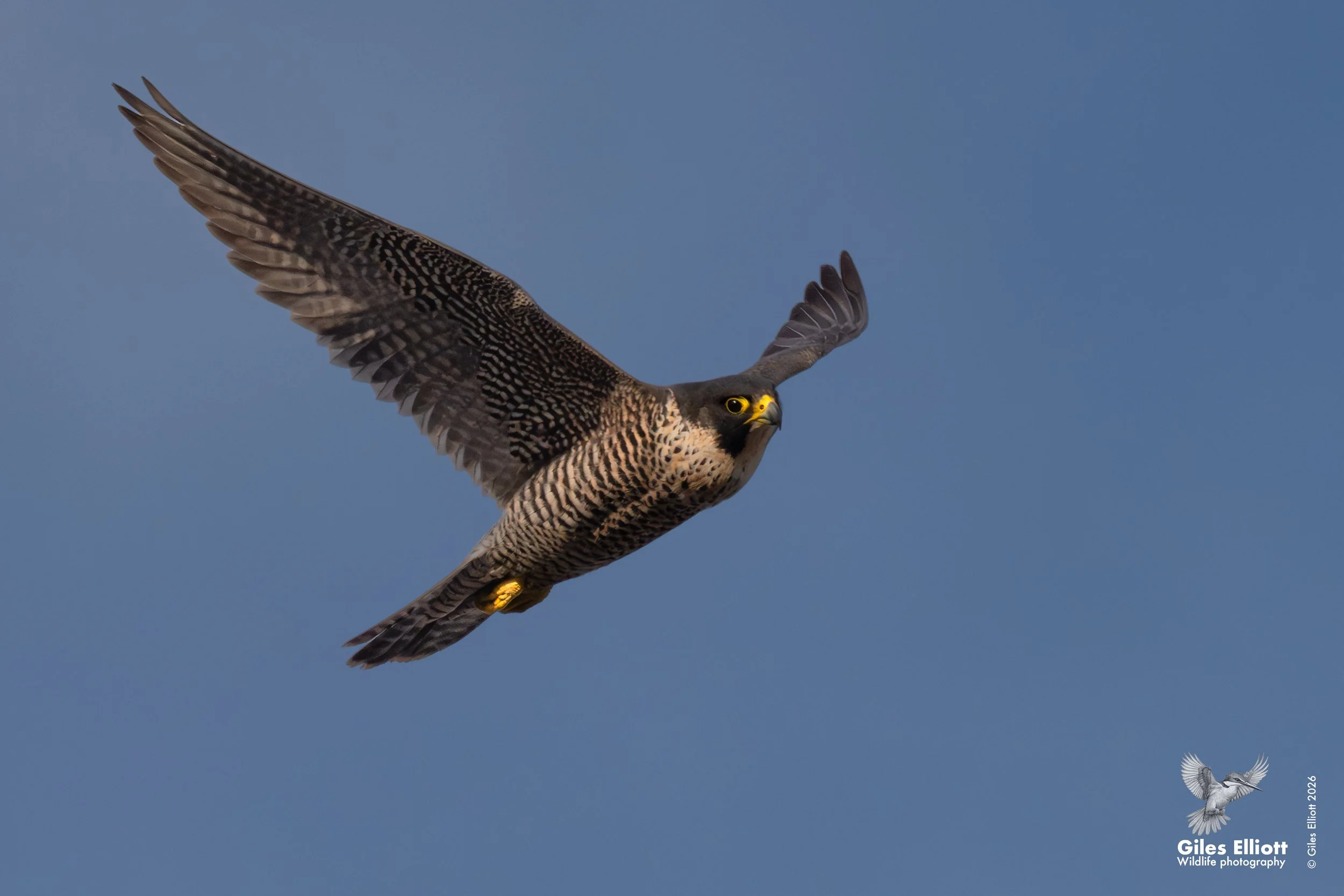 Peregrine falcon in flight