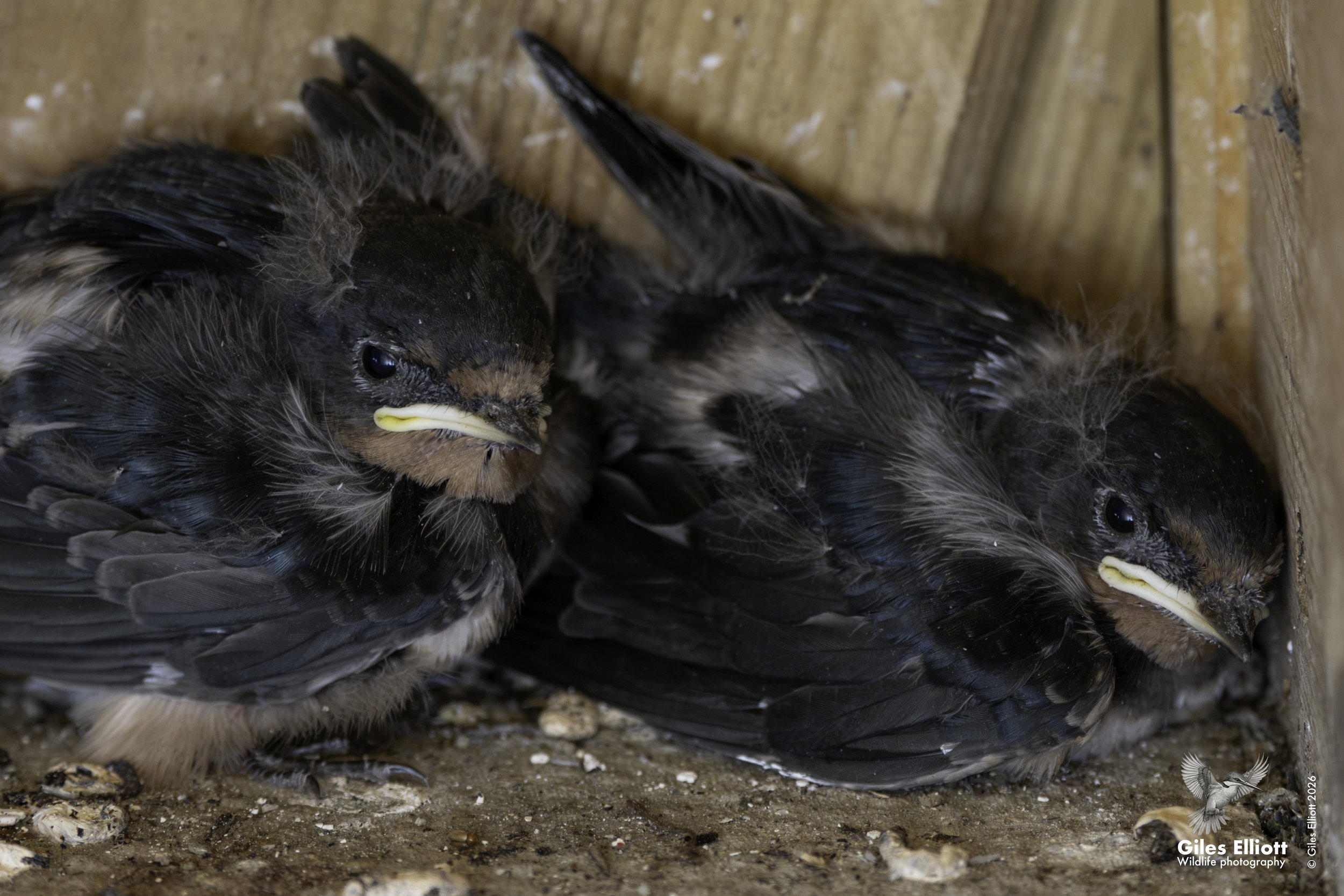 Barn swallow chicks