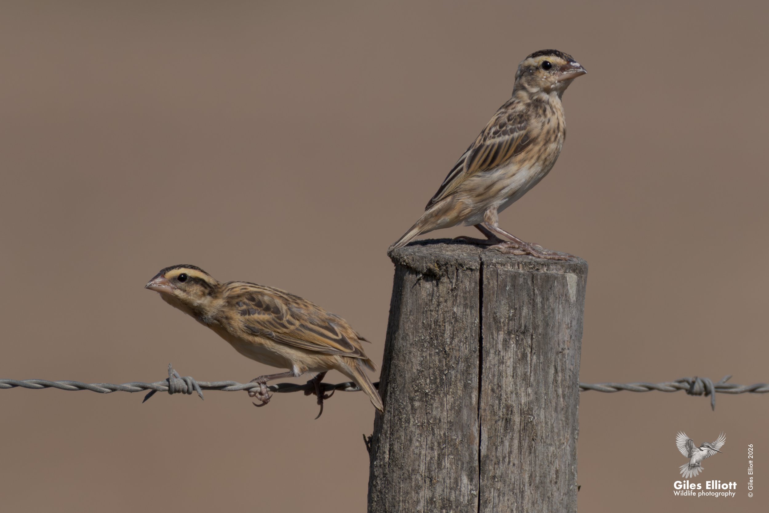 Yellow-crowned bishop