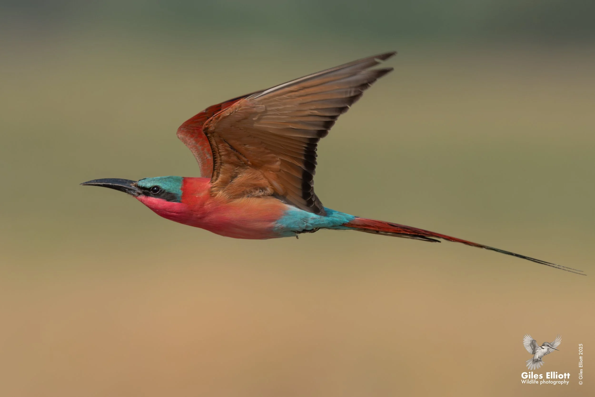 Southern Carmine Bee-eater
