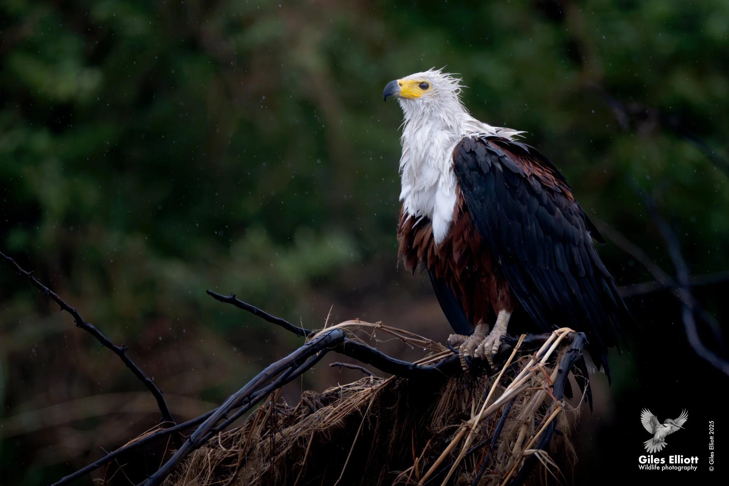 African fish eagle