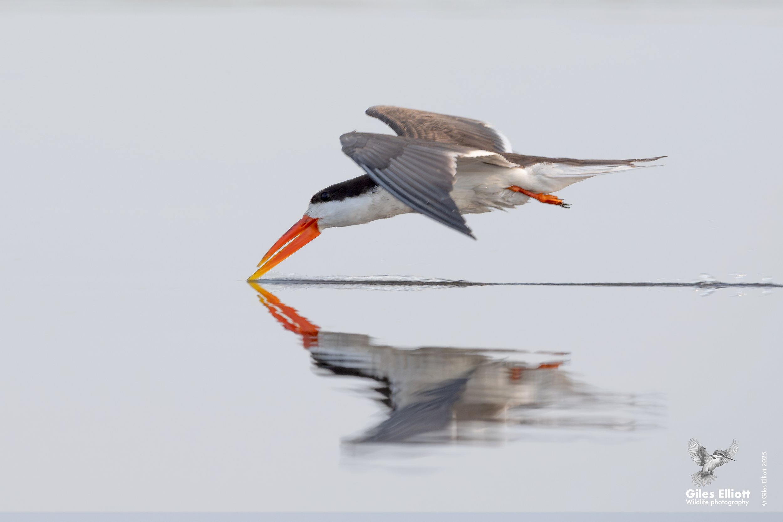 African skimmer
