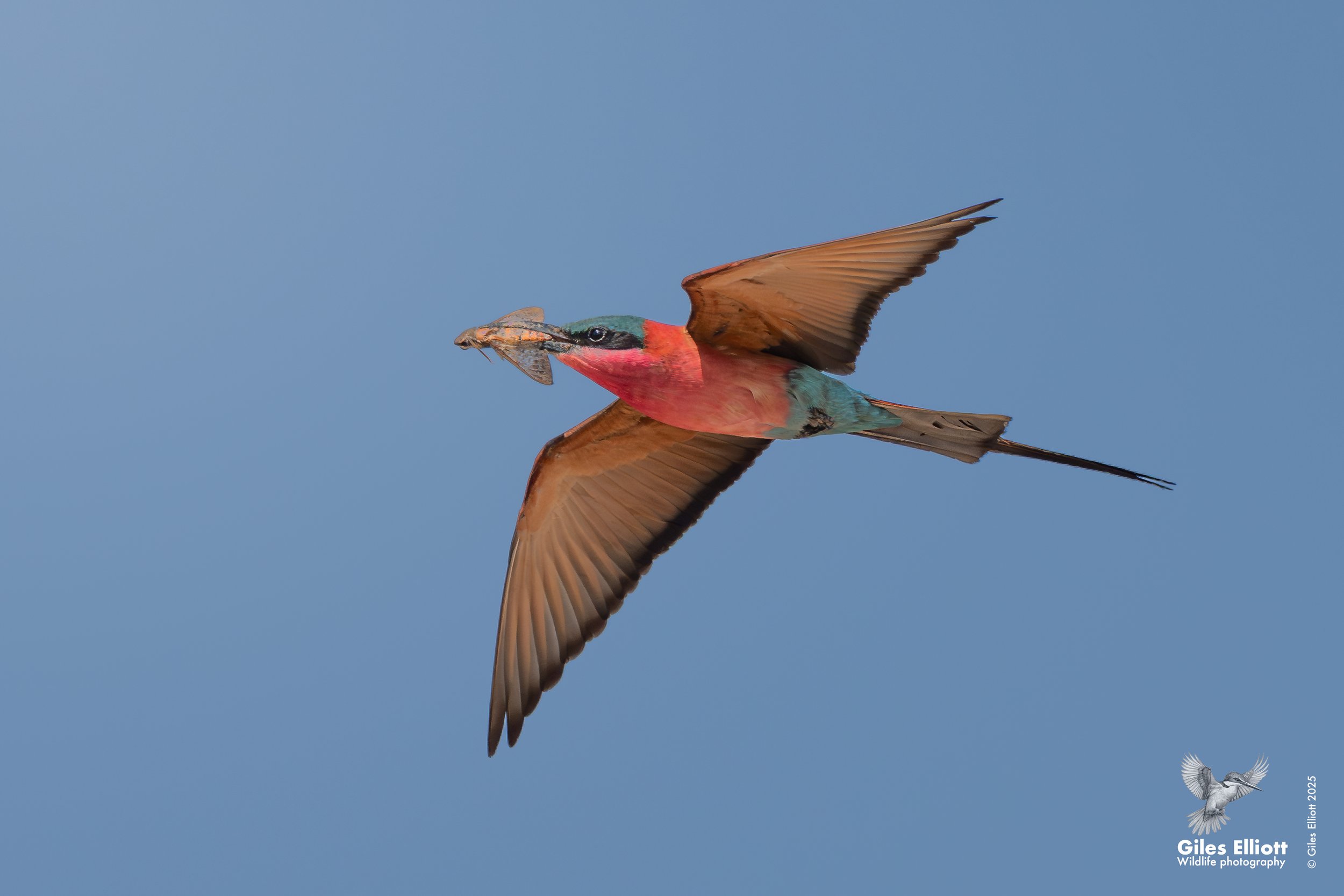Southern Carmine Bee-eater