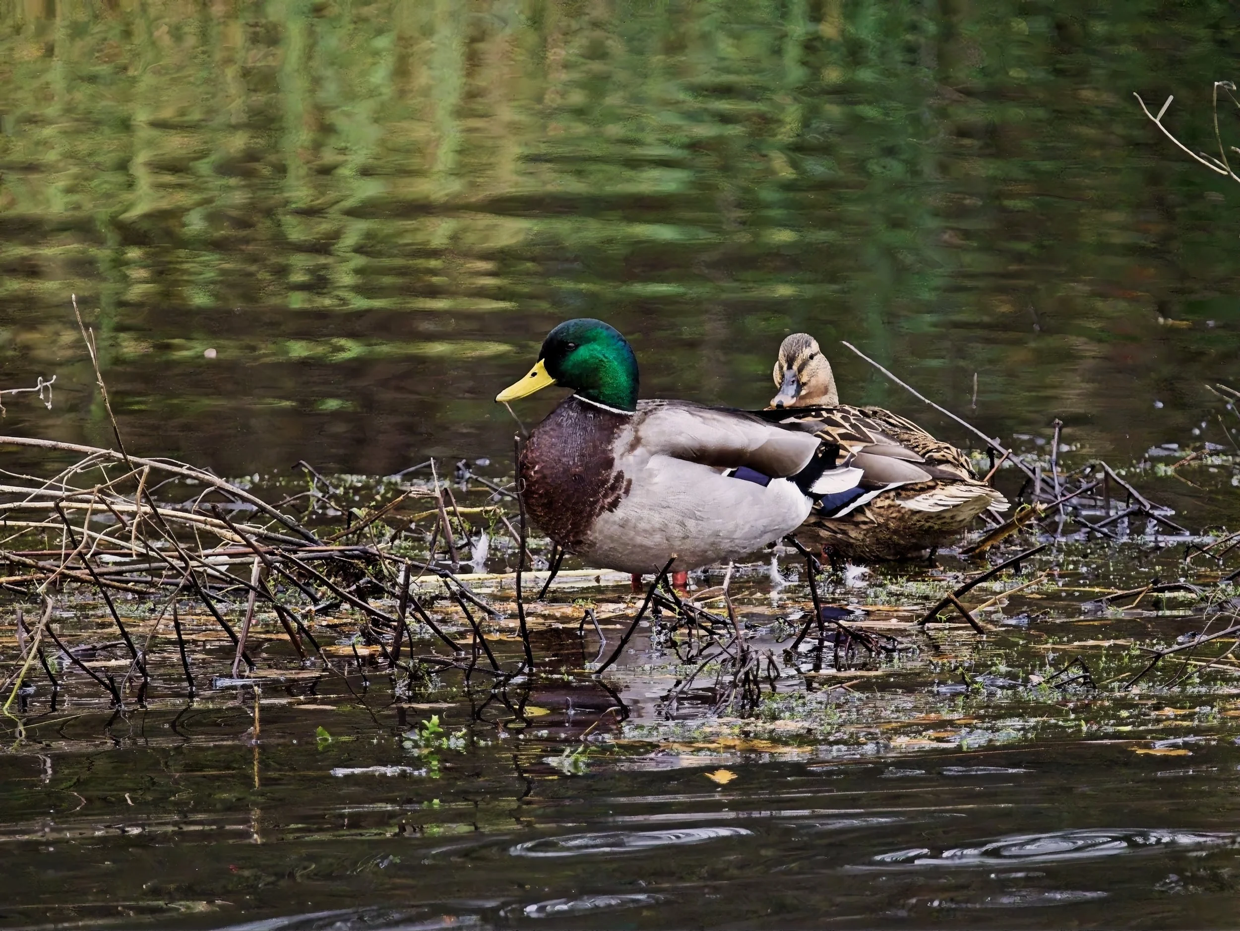 Mallard ducks resting on their nest at Brandon Marsh