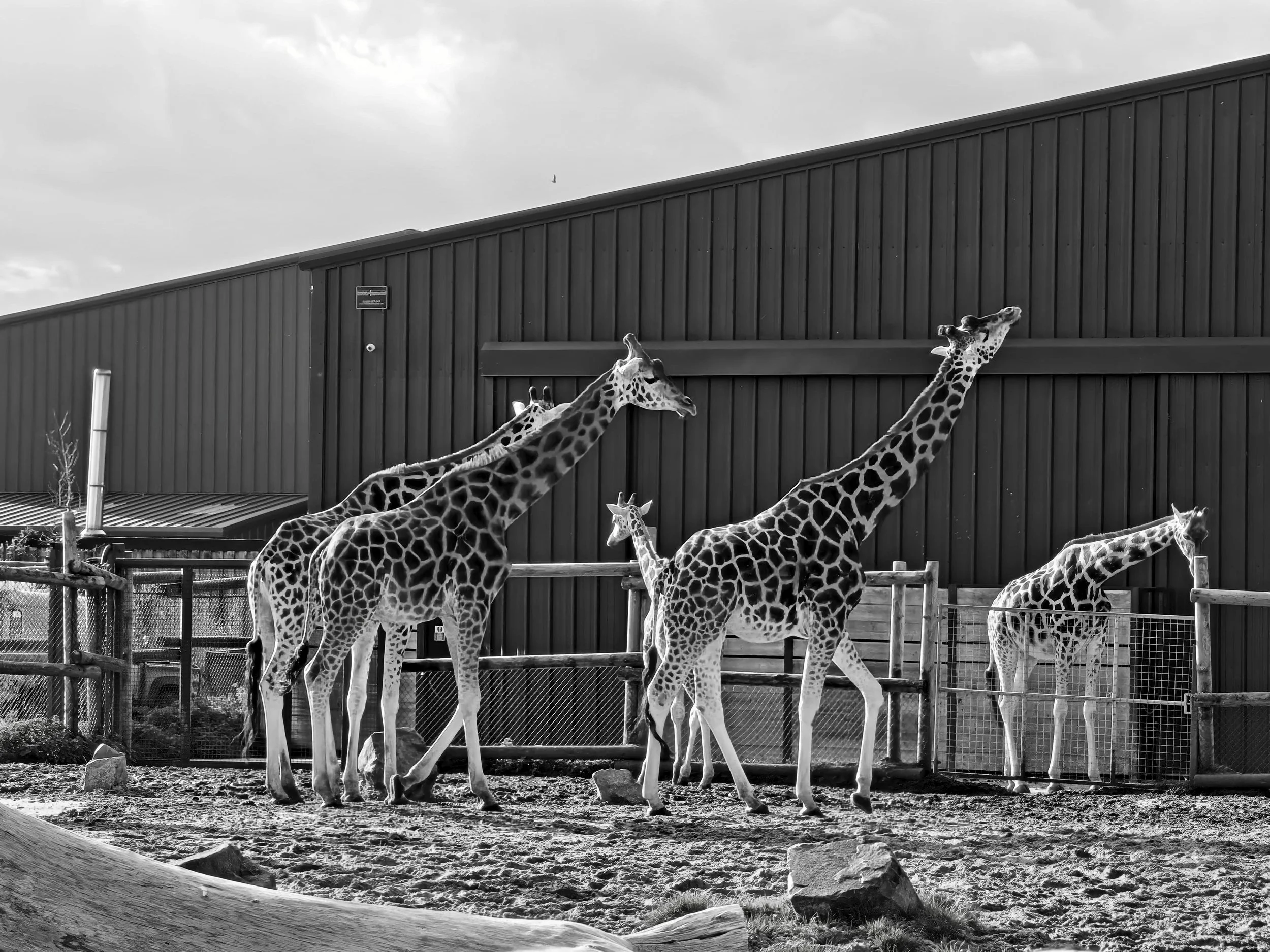 Finding Creativity Again: A Day with the Camera at West Midlands Safari Park