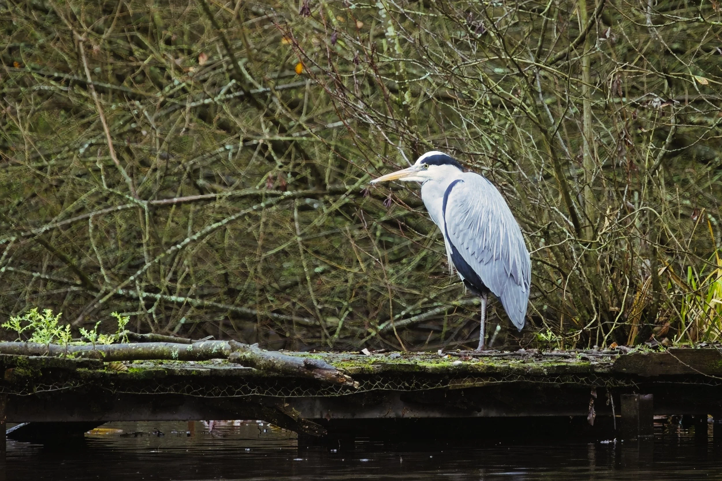 Field Notes: A Quiet December Walk at Brandon Marsh