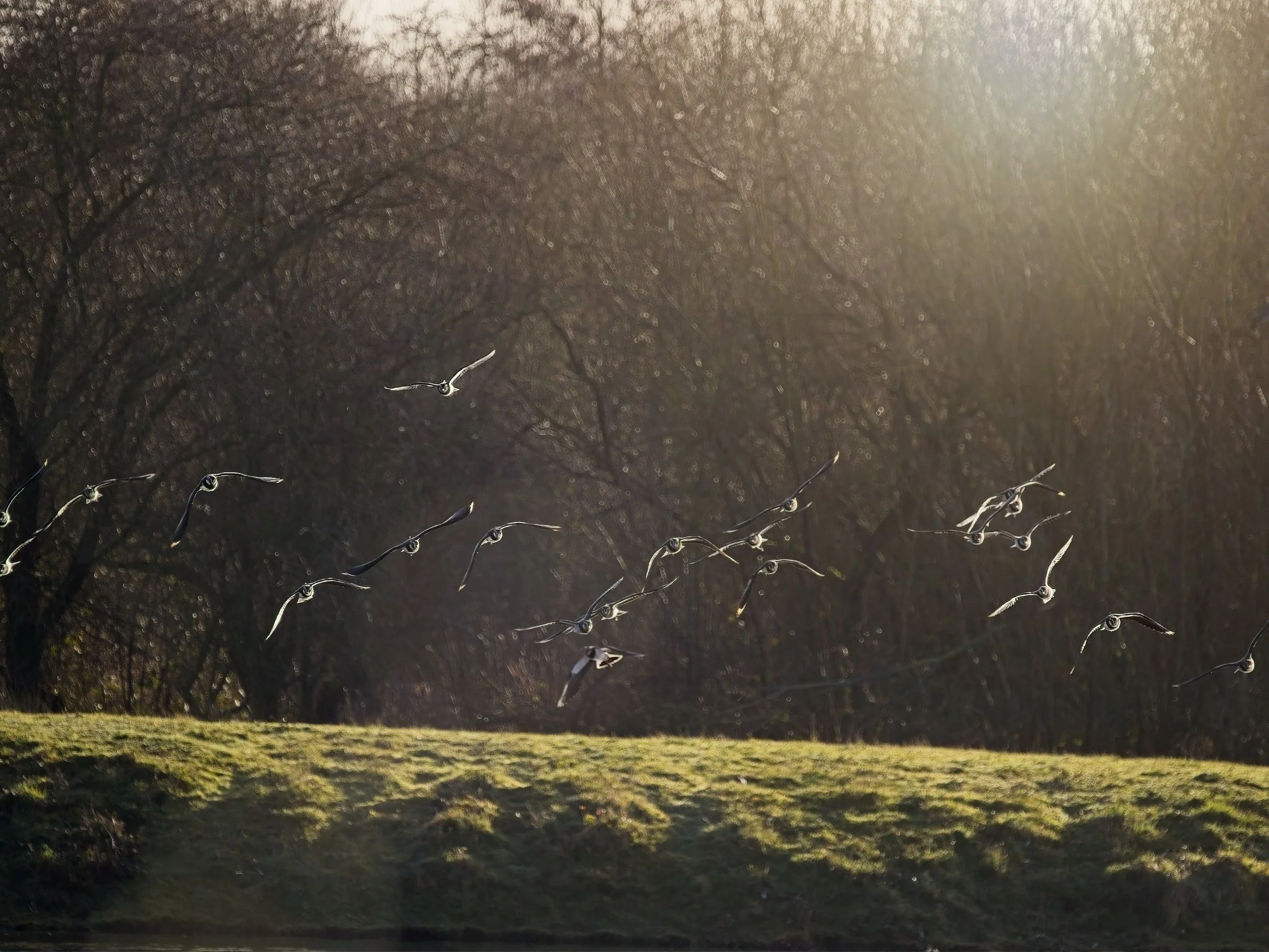 Gulls in flight at Brandon Marsh Nature Reserve Coventry