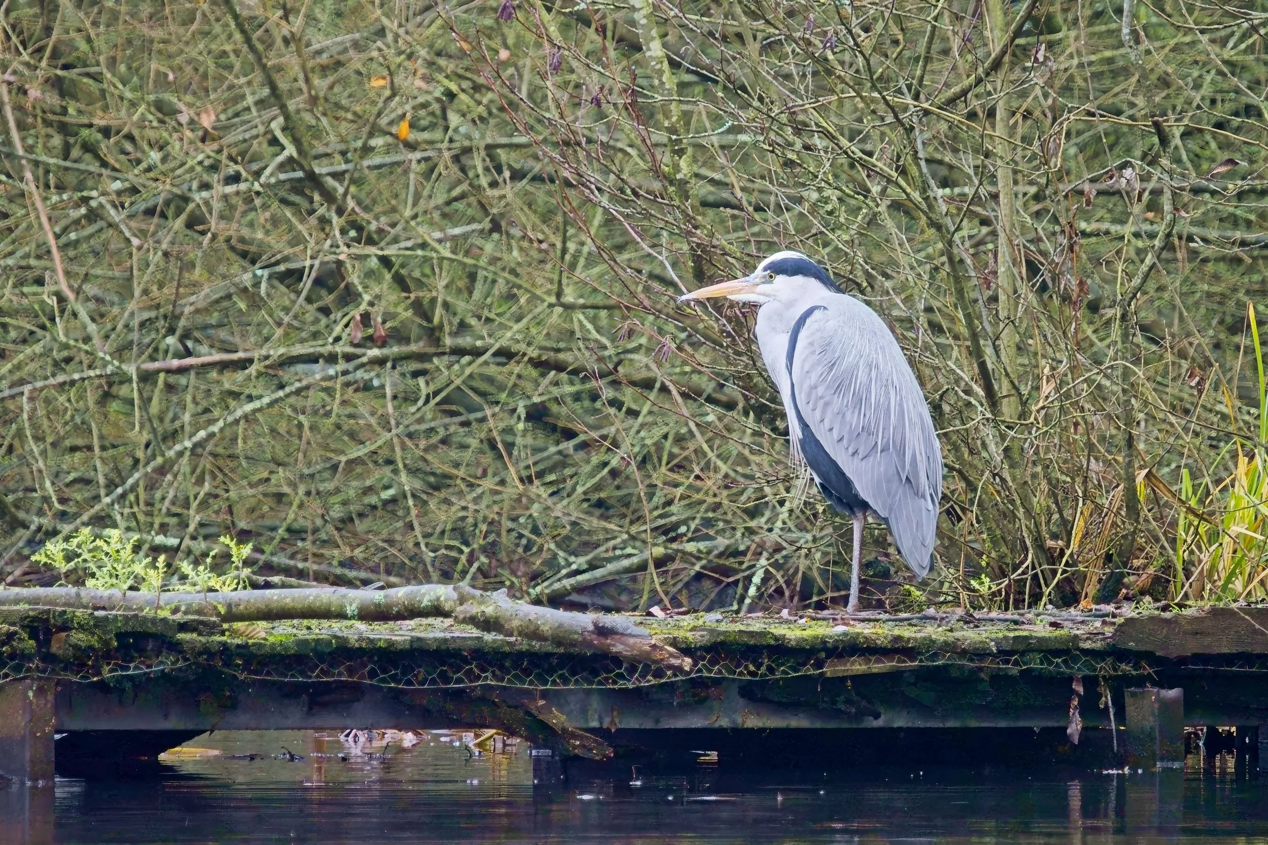 Heron perched above the water at a Brandon marsh pool