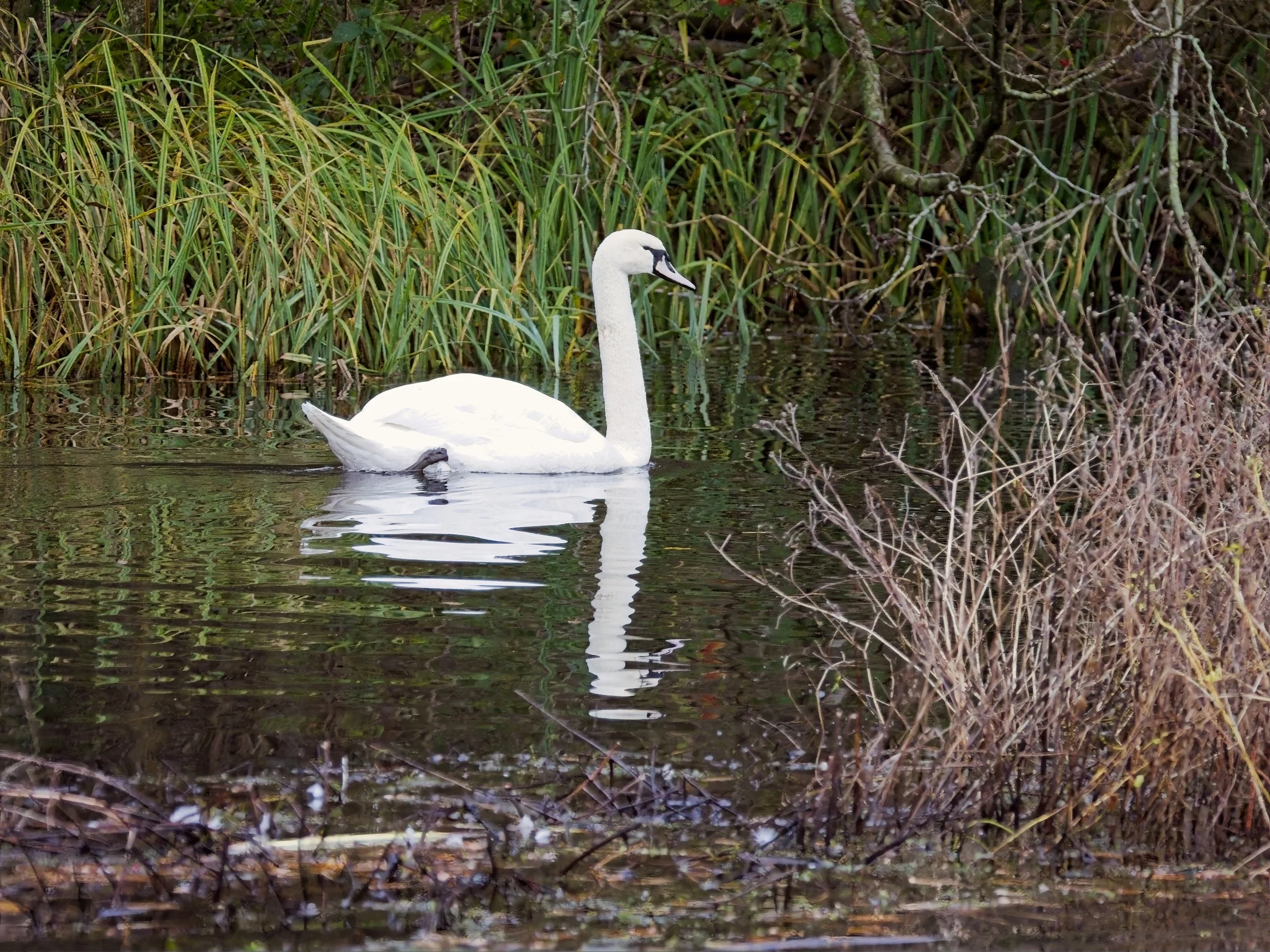 Swan and reflection in the water at Brandon Marsh