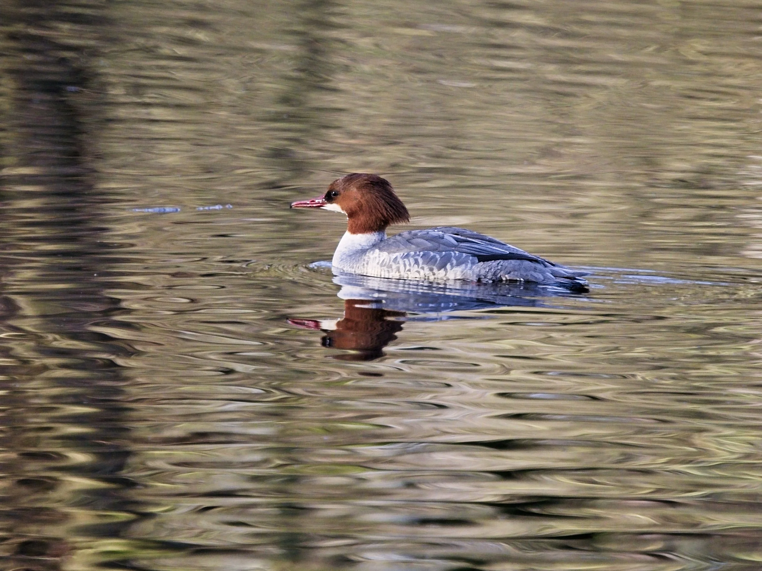 Female goosander paddling across the pool at Draycote Water, Rugby