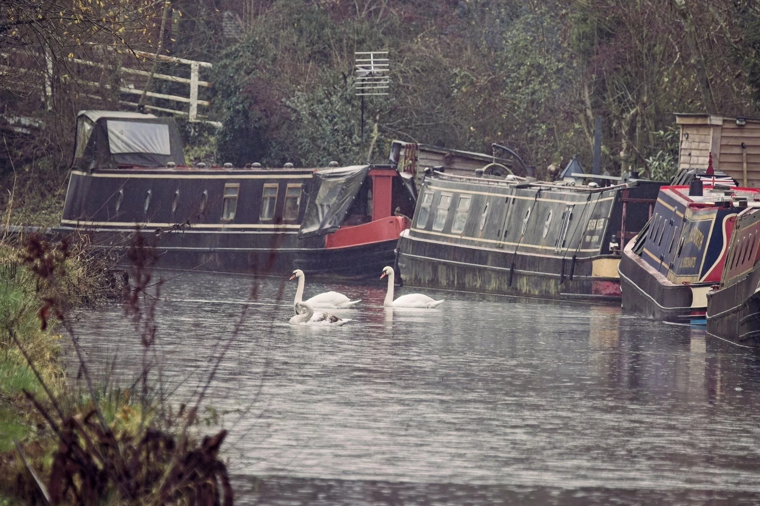 Swans swimming along the Grand Union Canal at Stockton