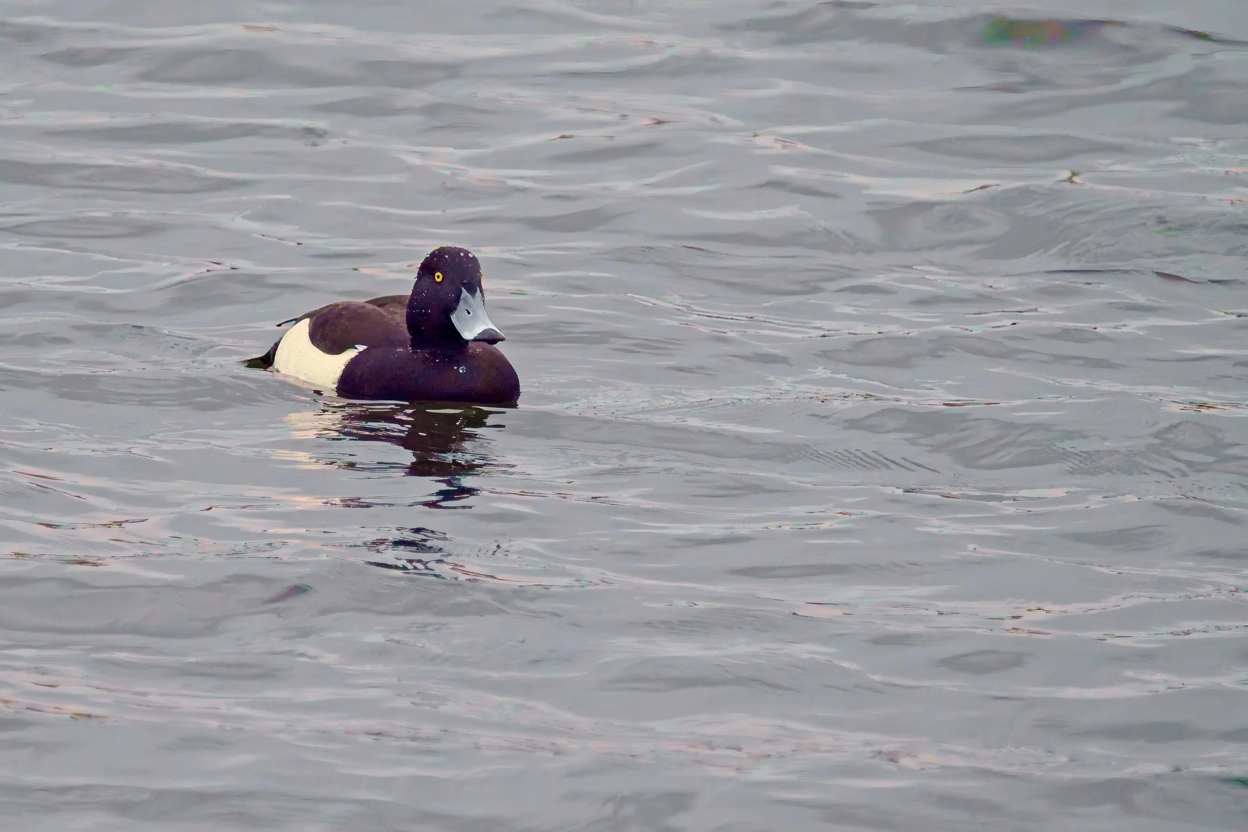 Ducks gliding across the calm water of Brandon Marsh