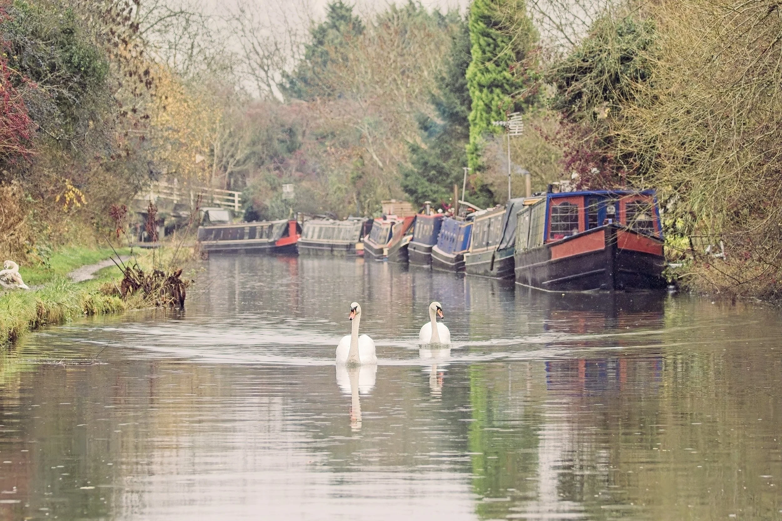 Swans gliding down the Grand Union Canal near Stockton