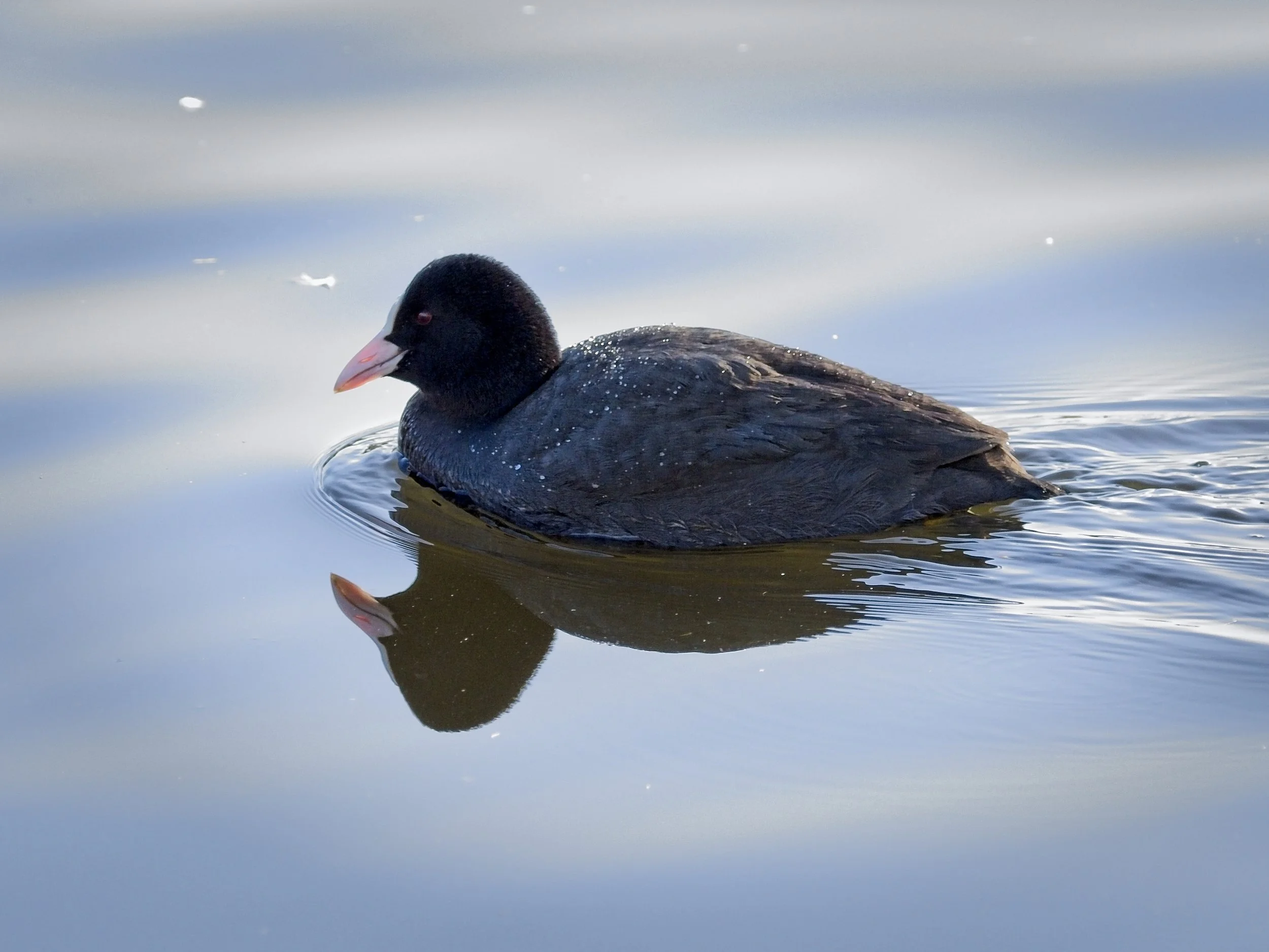 Coot on the peaceful water of Brandon Marsh Coventry