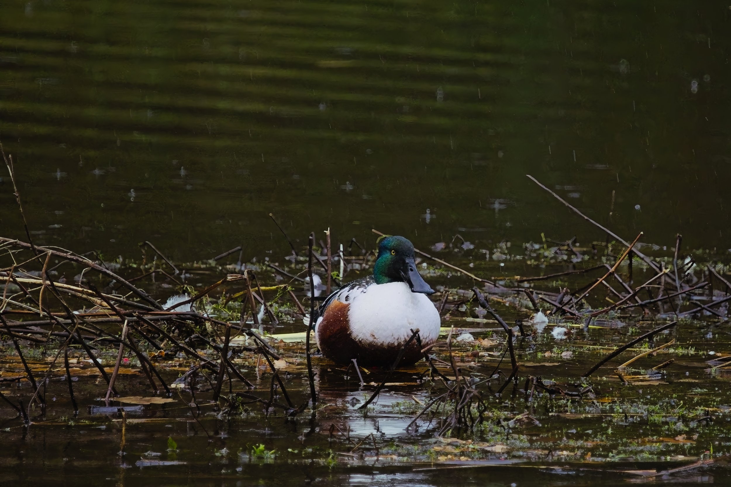 A  duck resting in its nest across calm wetland water at Brandon Marsh