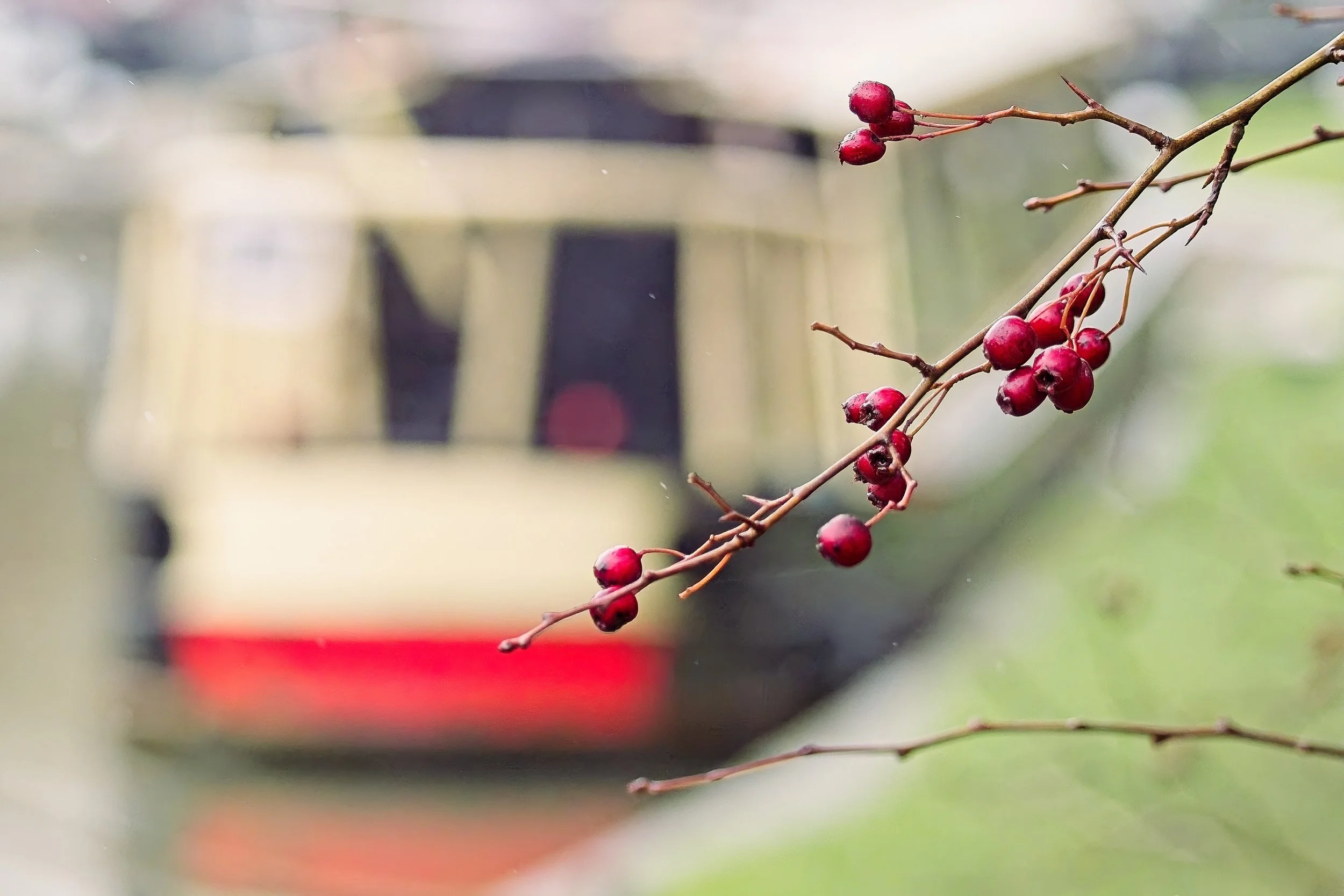 Winter berries in the hedgerows beside the Grand Union Canal with barges in the backgrround