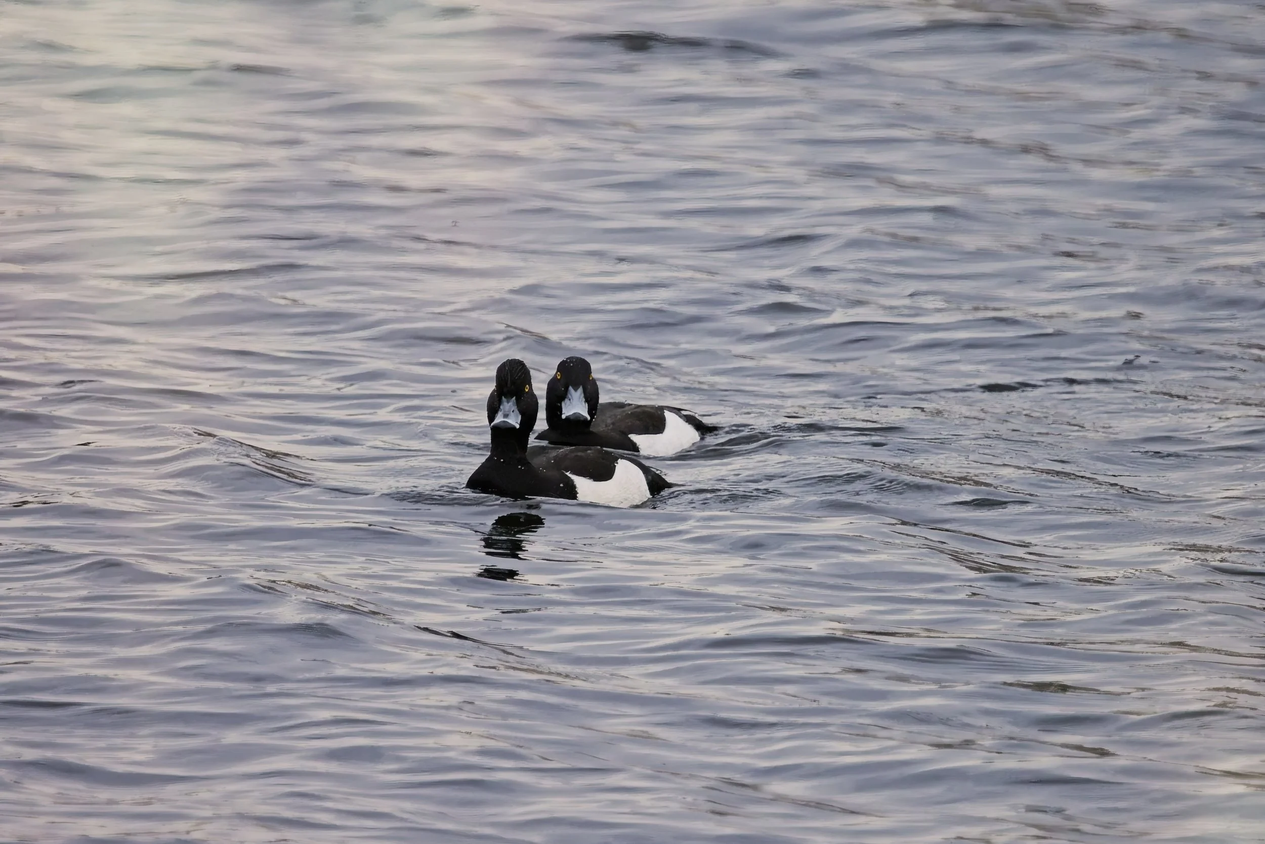 A group of ducks moving across calm wetland water at Brandon Marsh, with swans further back on the lake.