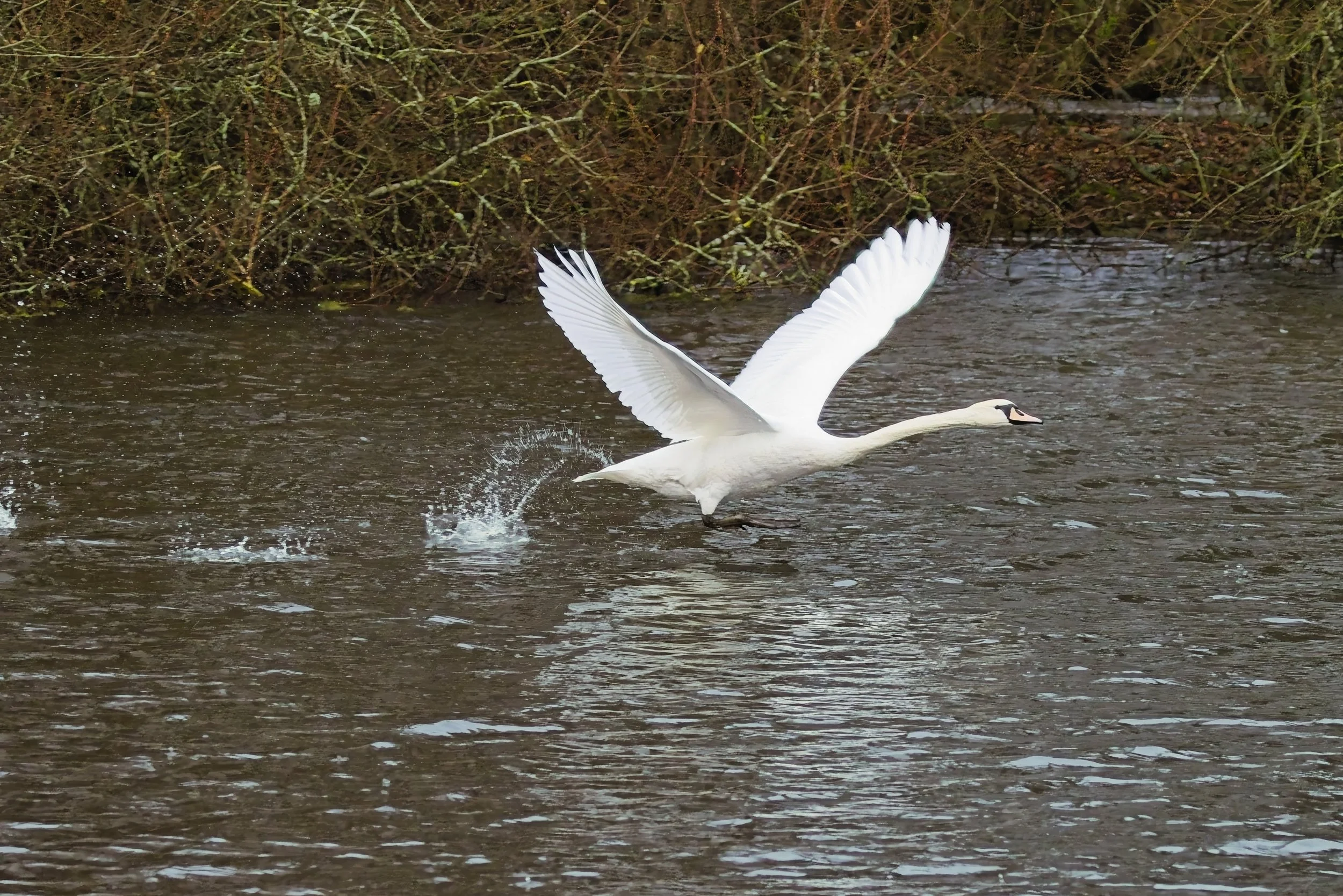 Swan taking flight across still water at Brandon Marsh, surrounded by winter reeds and wetland habitat.