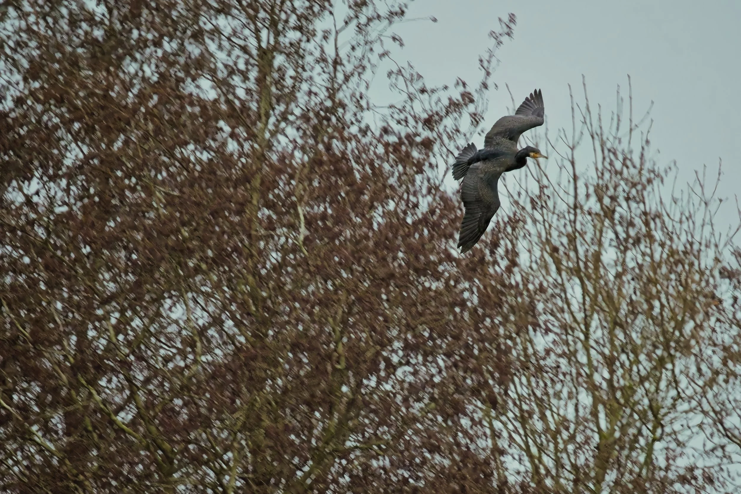 Cormorant coming in to land at Brandon Marsh