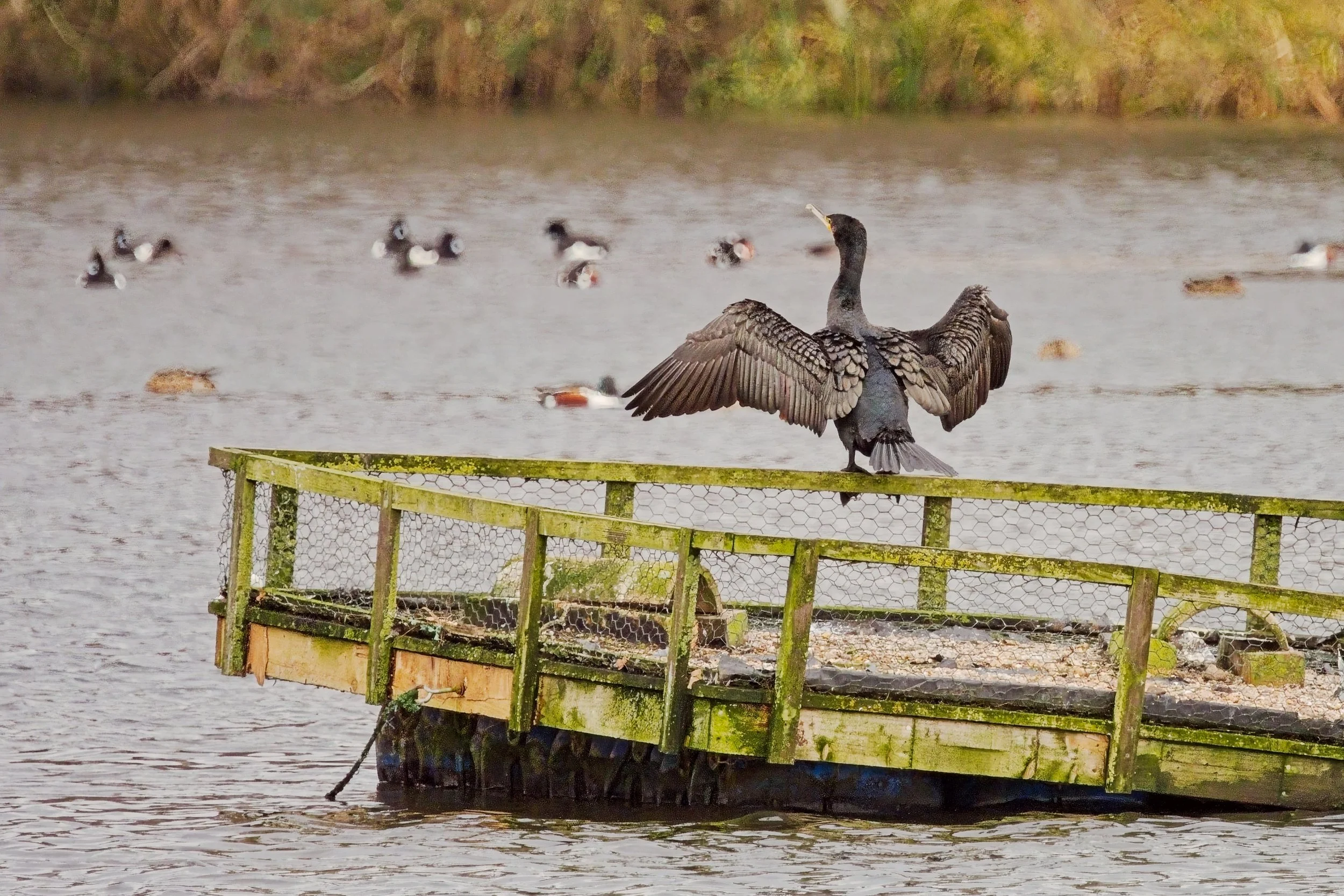 Cormorant stretching it's wings to dry in the Evening sunshine of Brandon Marsh