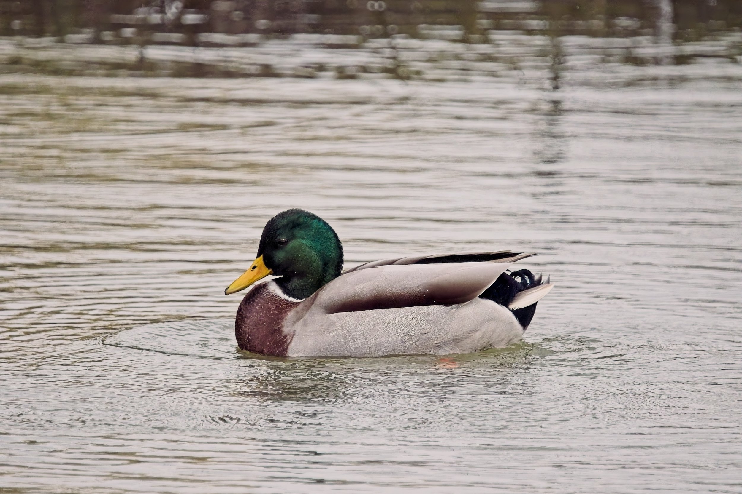 Mallard Duck resting on the water of the Grand Union Canal near Stockton