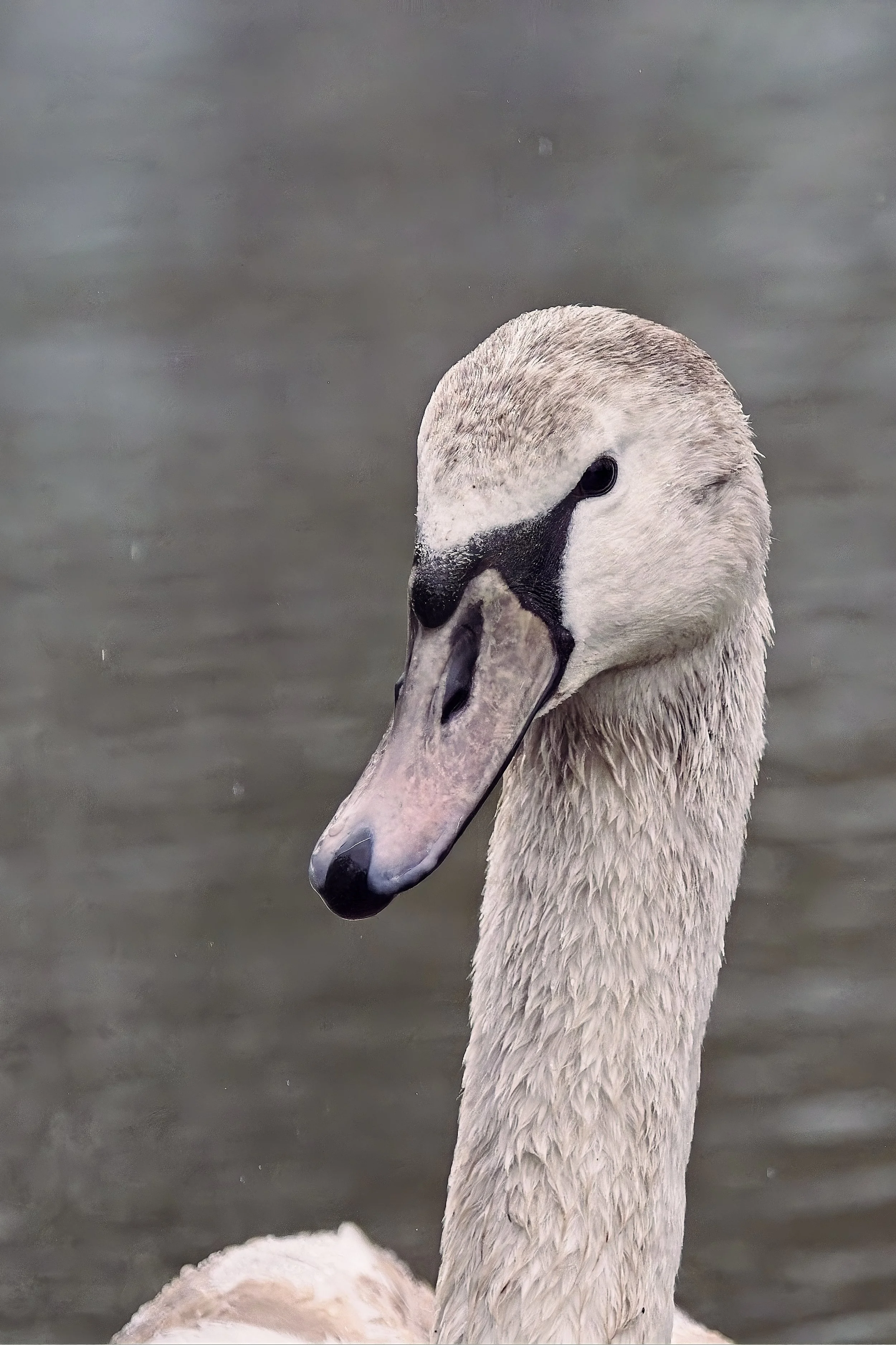 Field Notes: Winter Wildlife Along the Canal at Stockton