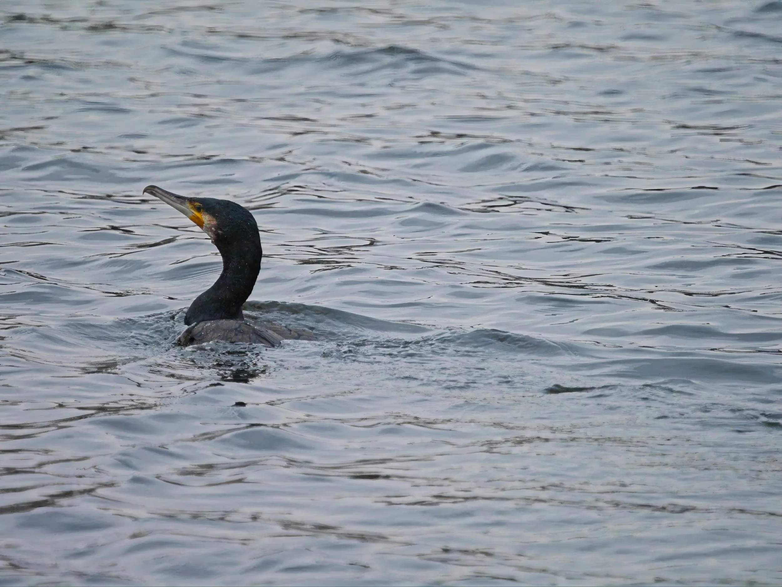 Cormorant breaking the surface water at Brandon Marsh