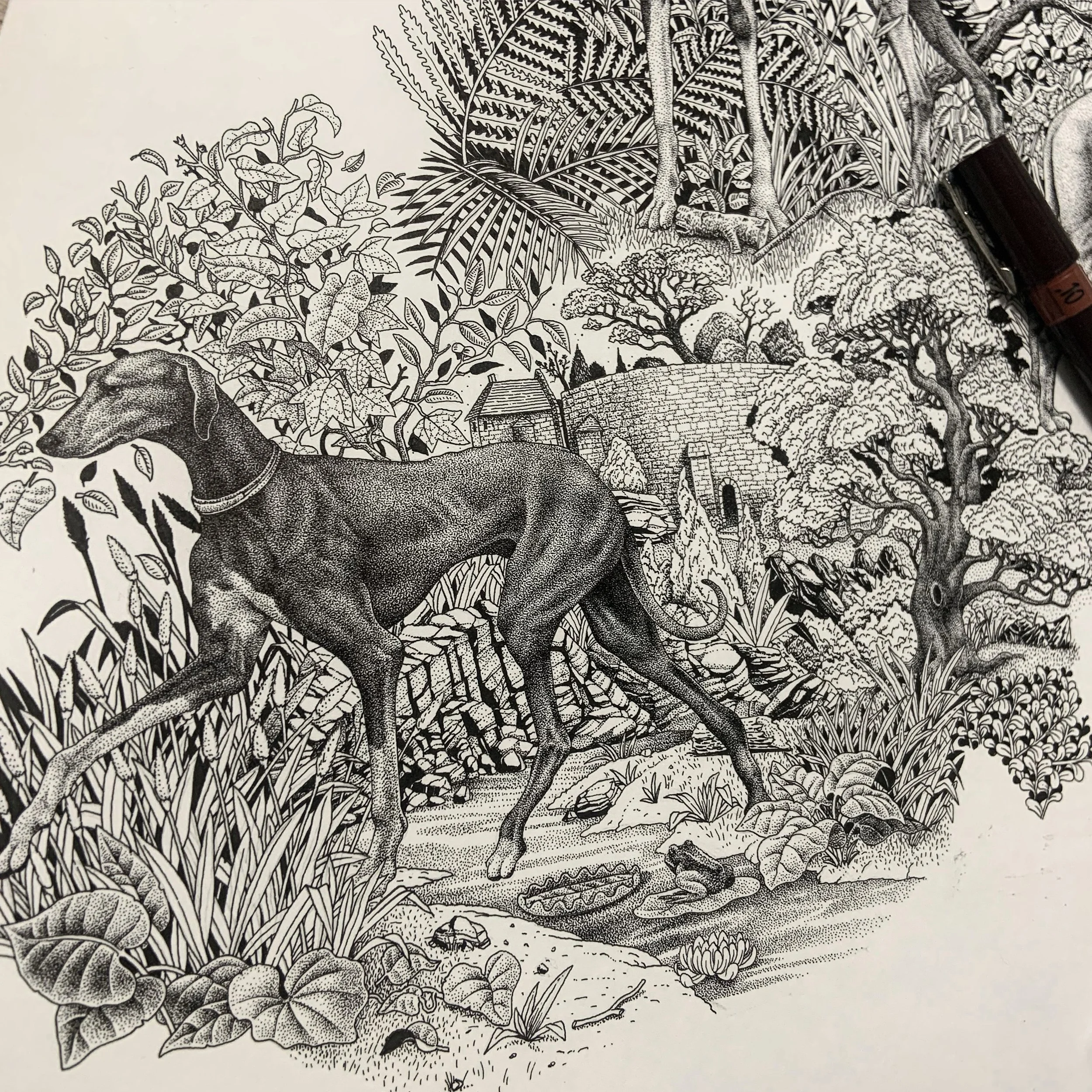 Illustration d'un lévrier réalisée au feutre fin à l'encre noir et blanc, processus de création artistique.